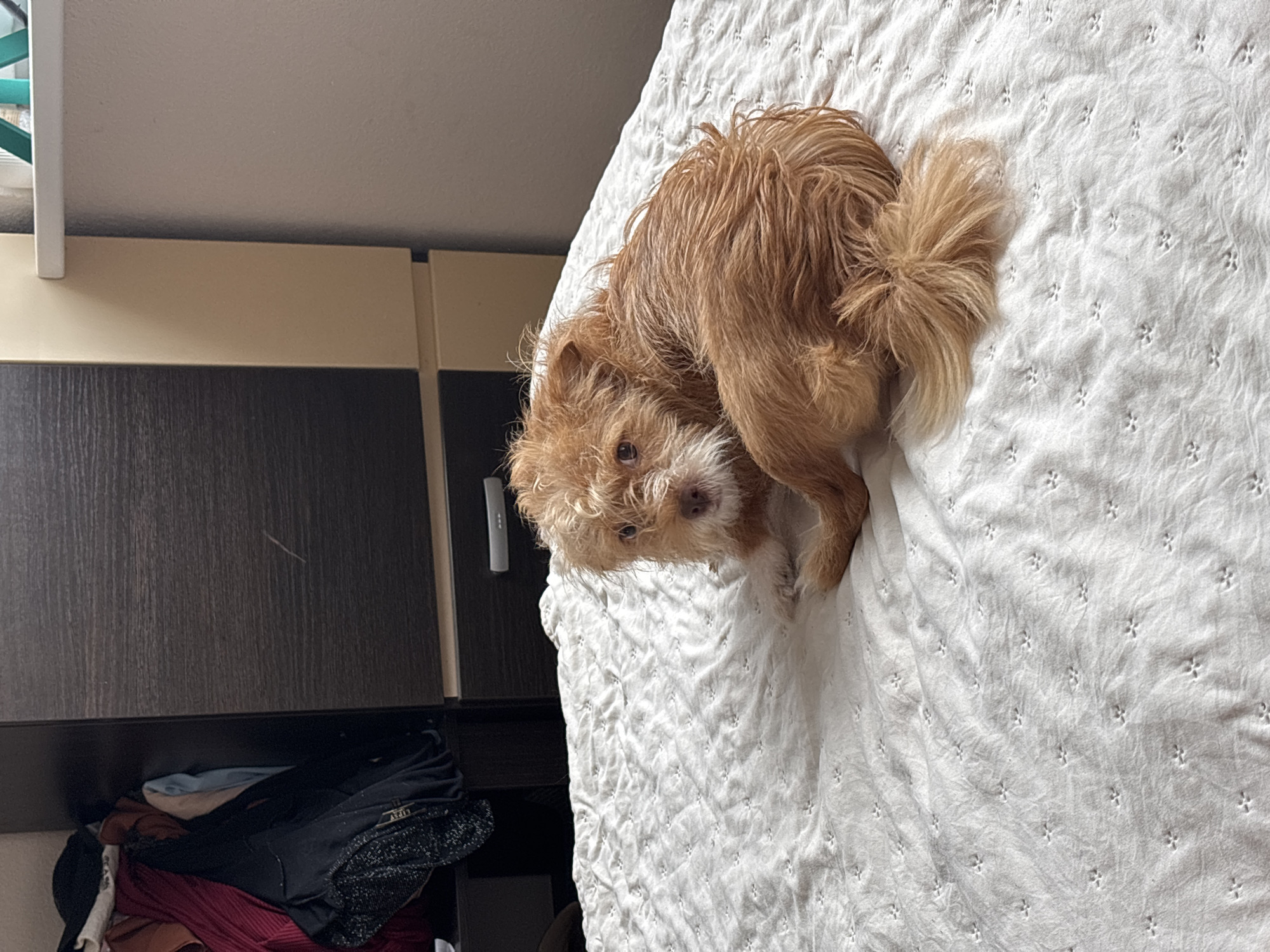 A small, shaggy, reddish-brown dog with its tail curled is lying on a white, textured bedspread. The dog is facing left and looking towards the camera. In the background, there is a dark brown dresser with a lighter beige cabinet next to it. A closet is visible to the left of the dresser, filled with various clothing items. The scene appears to be indoors, likely in a bedroom. There is no indication of the specific location within the city of Sochi, Russia.