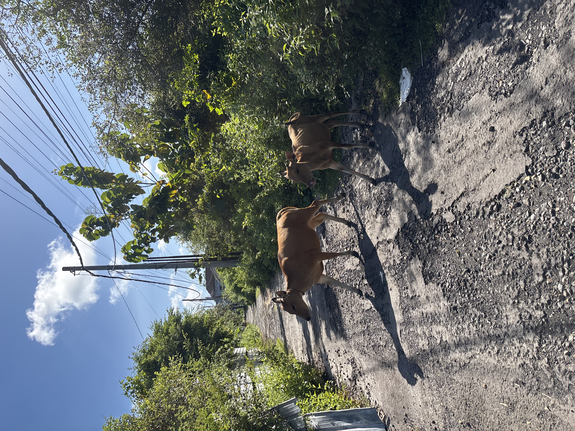 Two light brown cows walk down a paved road. The road is cracked and has patches of gravel. Lush greenery borders both sides of the road. Overhead power lines are visible against a blue sky with scattered clouds. The location is Kuta Selatan, Indonesia.