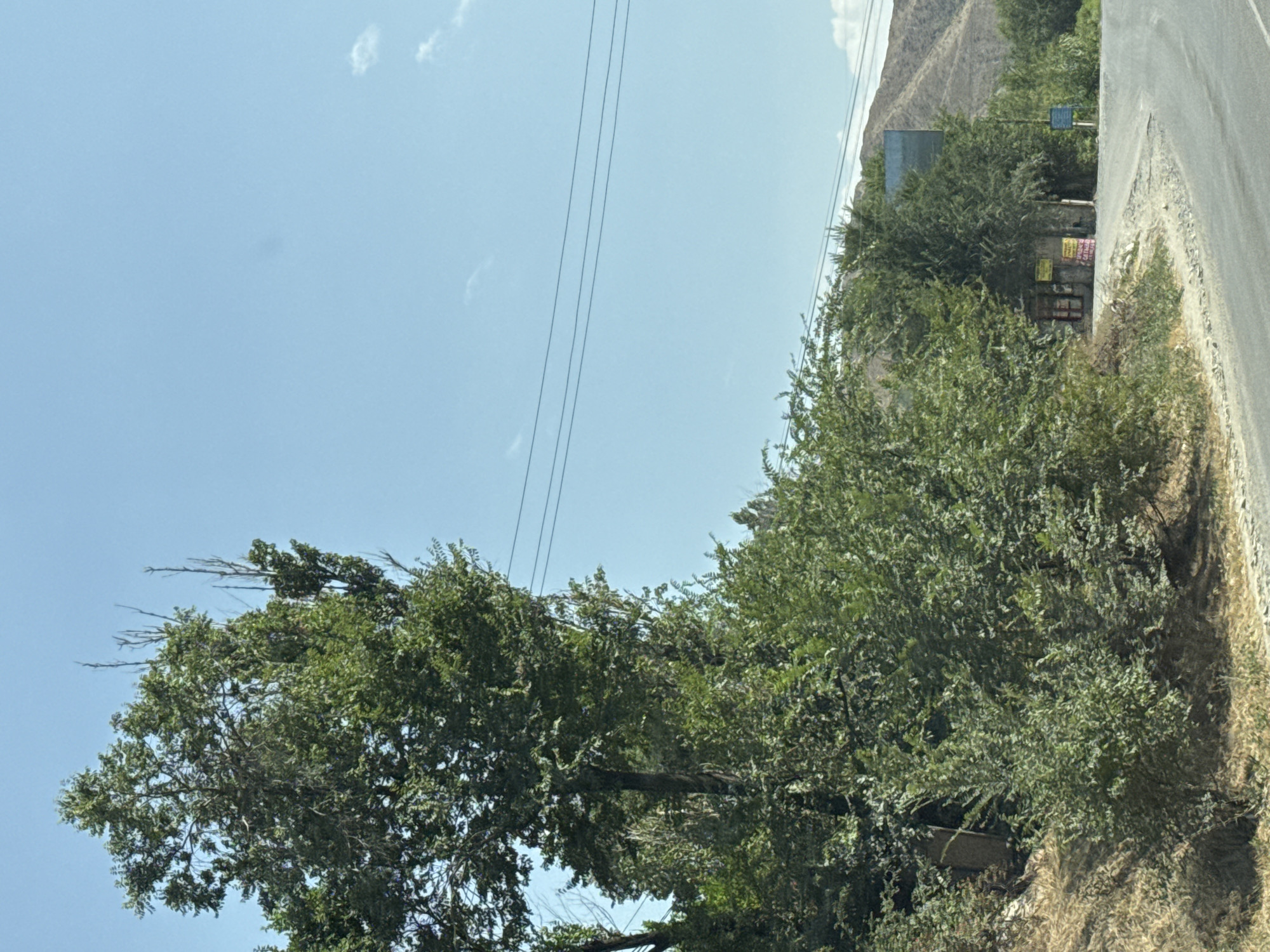 In the city of Beş-Küŋgöy, Kyrgyzstan, an outdoor scene depicts a paved road curving to the right. Along the left side of the road, a densely vegetated embankment rises, covered in lush green bushes and trees. One tall tree, with a thick trunk and a full canopy, dominates the left side of the frame, its branches reaching towards the clear blue sky. In the background, a series of power lines stretch horizontally across the sky. Further in the distance, a mountainous landscape is visible, with the slopes of the mountains appearing dry and covered in scrub. On the right side of the road, a small building with a red door is partially obscured by trees. A sign with yellow and red lettering is visible on the building. Another blue sign is also present on the right side of the road. The overall impression is a rural roadside scene under a bright, sunny sky.