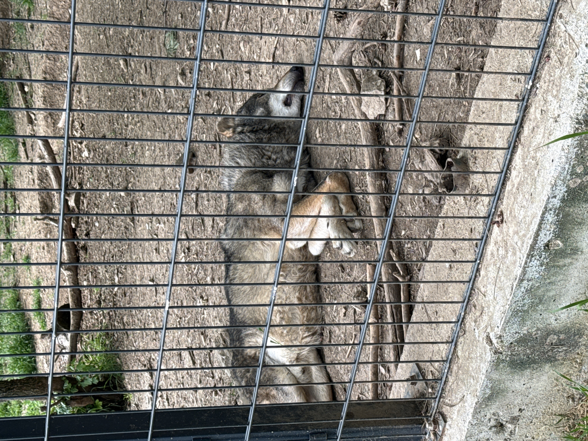 A wolf is lying inside of a fenced enclosure. The enclosure is likely at the Stara Zagora Zoo, Bulgaria. The wolf is lying on its back. Its paws are crossed. The ground inside of the enclosure is dirt with twigs and leaves. A cement barrier surrounds the enclosure. Vegetation is visible outside the fence.