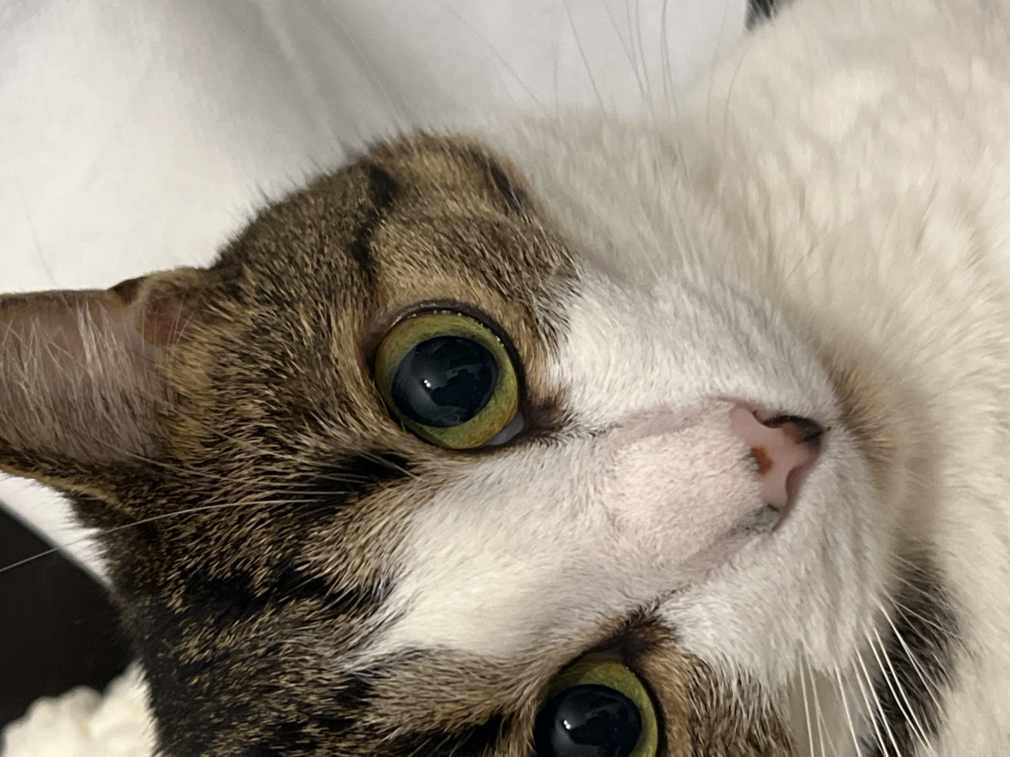 A close-up shot focuses on the face of a tabby and white cat. The cat's large, round eyes are a striking green with dark pupils. Its nose is pink with dark markings, and long white whiskers extend from its muzzle. The fur shows a mix of brown, black, and white patterns. The background is a soft, blurred white texture. The image does not provide any information about its location in Moscow, Russia.