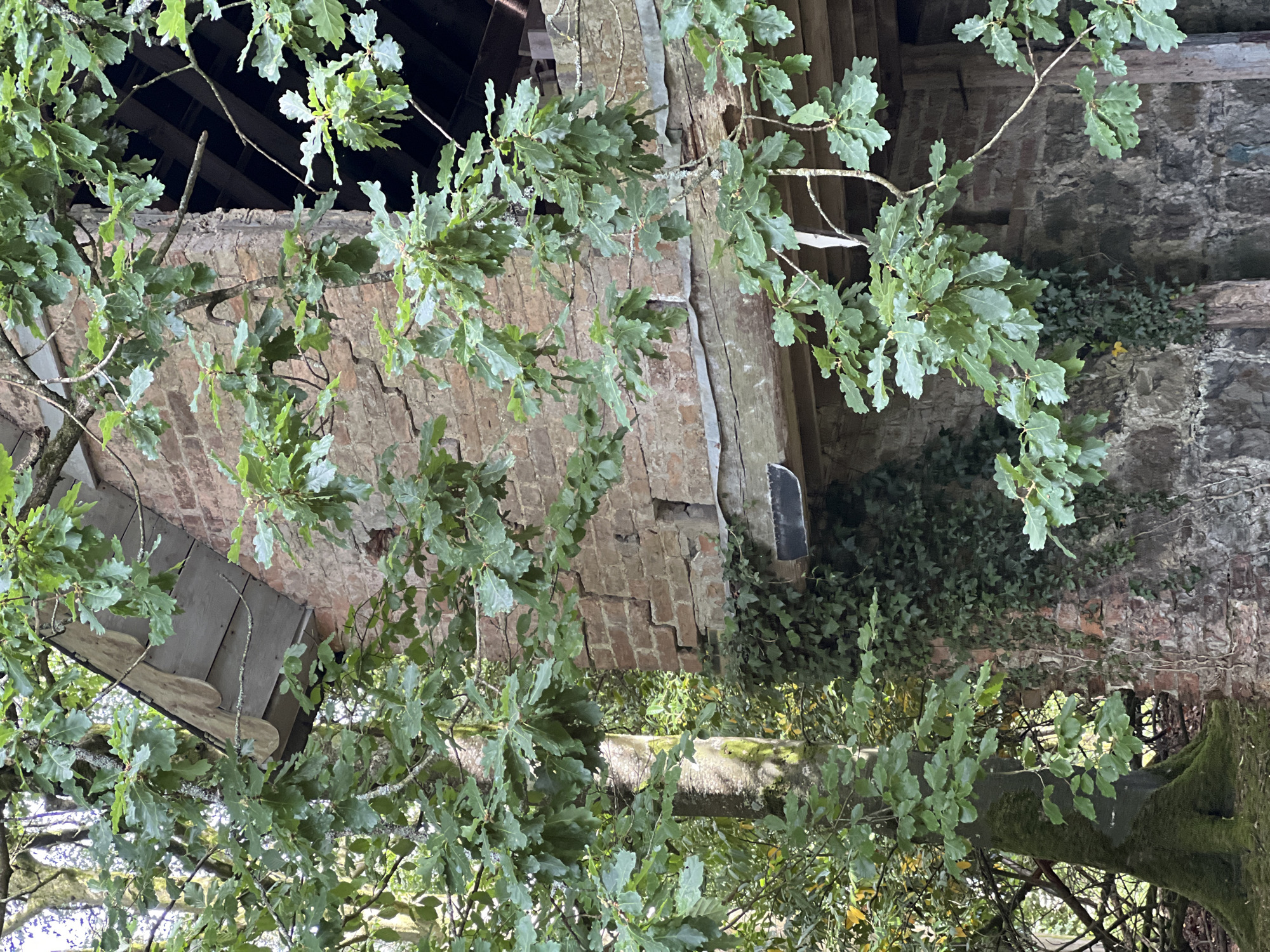 The image shows the exterior of an old brick building, partially overgrown with ivy, surrounded by trees and foliage. The building appears to be in disrepair, with visible cracks in the brickwork and missing roof tiles. Oak branches with green leaves hang over the structure, obscuring parts of it. The overall setting suggests an abandoned or neglected structure within a natural environment. No people or animals are visible in the scene. The location is not specified within the city of Enniskillen, United Kingdom.