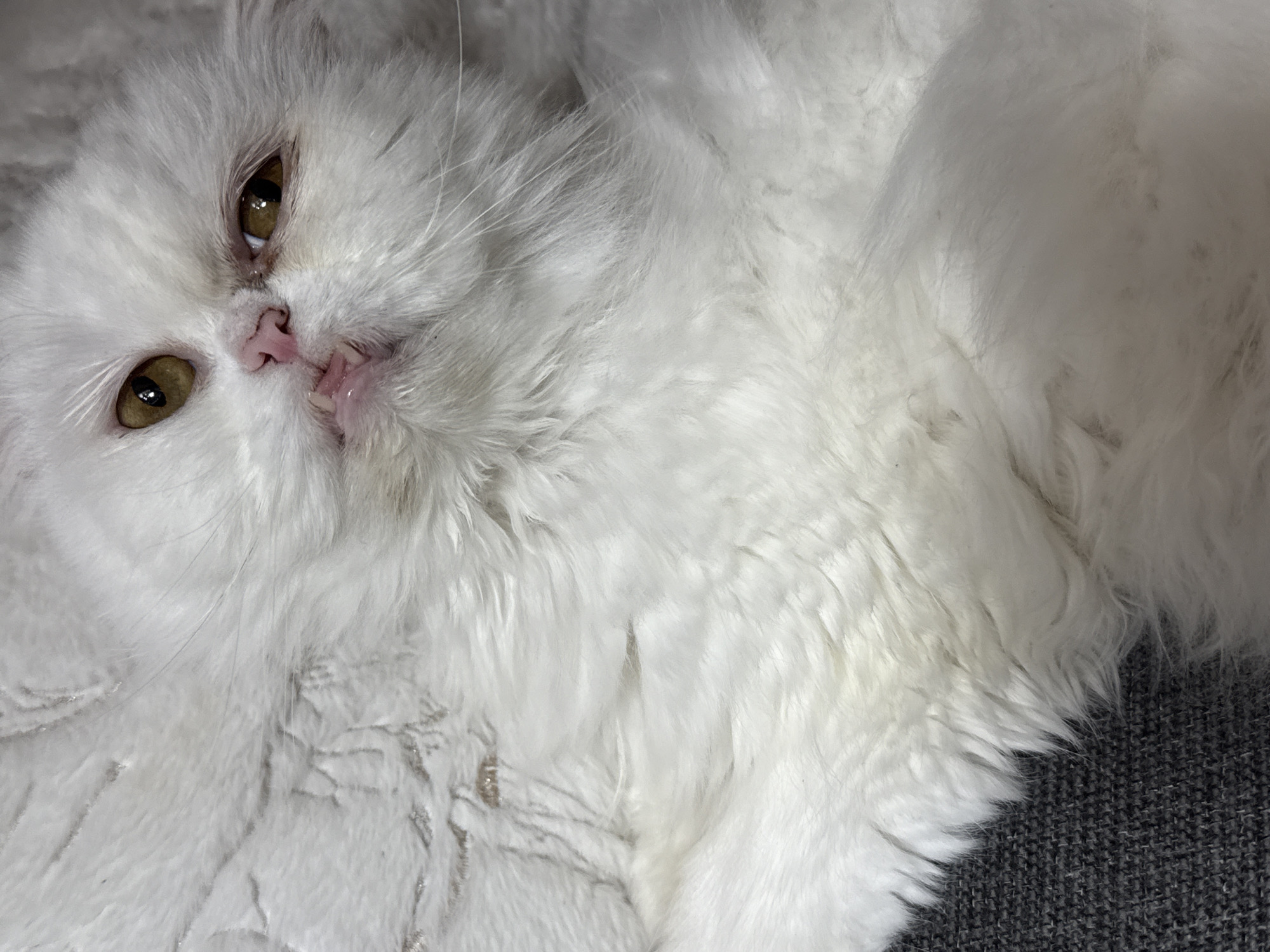 The image shows a white, long-haired cat lying on a textured, possibly faux-fur, blanket. The cat is facing the camera and its head is slightly tilted. The cat has yellowish-brown eyes and a pink nose. A portion of a gray-colored surface is visible in the lower right corner. The location is Burgas, Bulgaria is unsupported by the image.