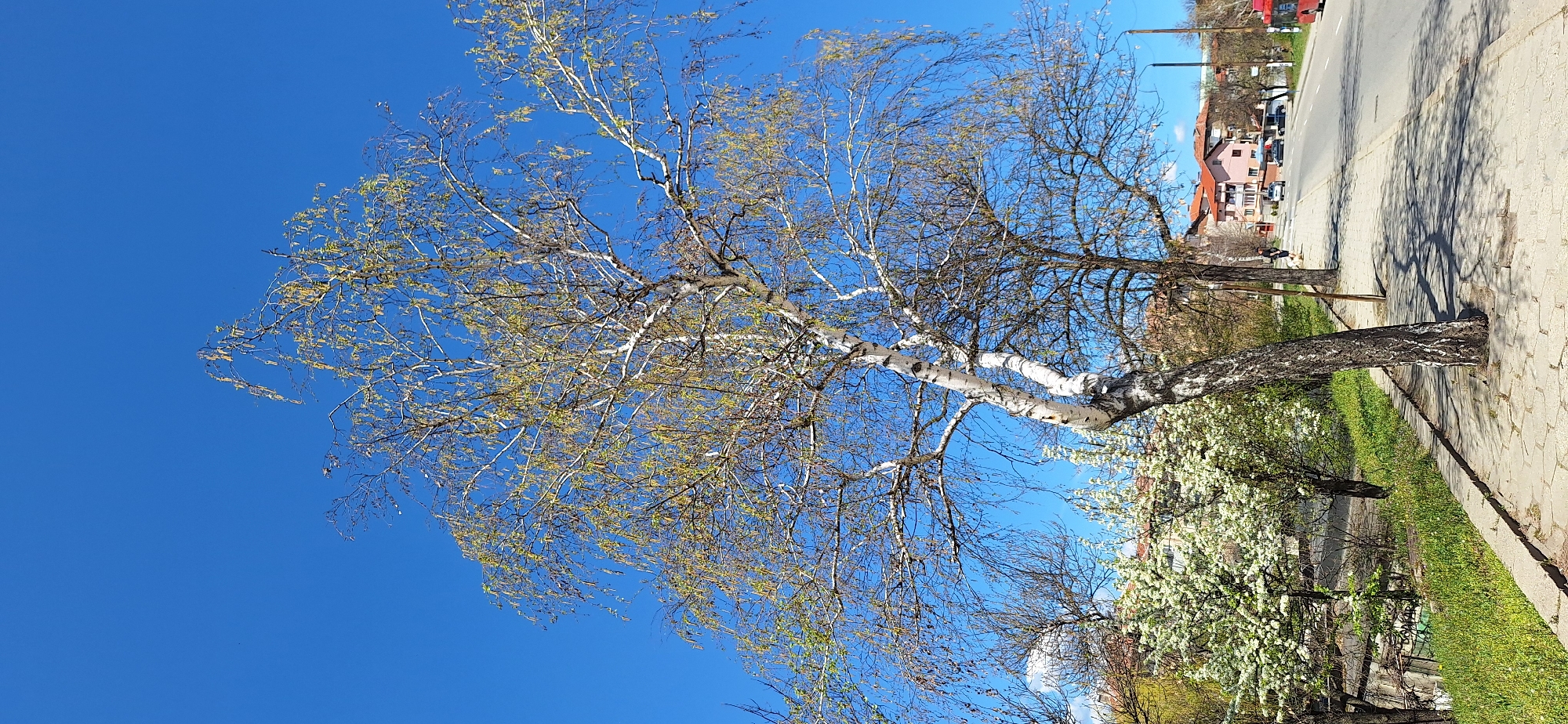 The image depicts a street scene in Blagoevgrad, Bulgaria on a clear day. A white-barked birch tree, partially in leaf, dominates the foreground against a bright blue sky. Behind the tree, a sidewalk runs parallel to a street, where a few cars are visible. Buildings, mainly residential with red tile roofs, line the opposite side of the street. A person is visible in the distance. To the right of the birch tree is a flowering tree or shrub. The ground is covered in grass and foliage. The sidewalk is paved with light-colored stones or concrete slabs.