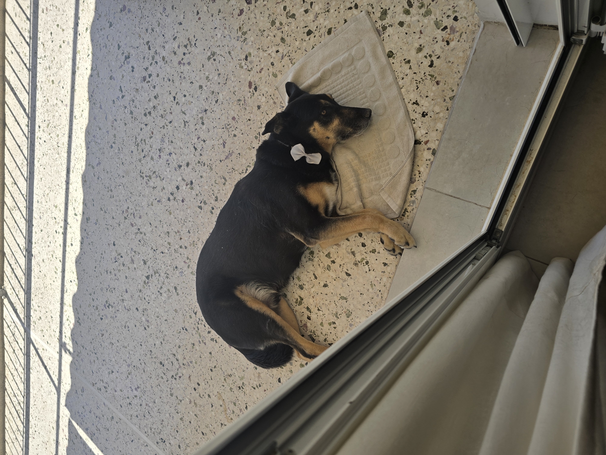 A medium-sized dog with black and tan fur is lying on a light-colored towel on a terrazzo floor. The dog is wearing a small, light-colored bow on its neck. The floor has a speckled pattern of various colors. In the background, there is a shadow cast by what appears to be a railing or fence. The scene is illuminated by natural light, suggesting it is outdoors or near an open window or door, possibly on a balcony or patio in Agii Anargiri, Greece, given the context. The dog appears relaxed and is resting. A portion of a window frame or door is visible in the foreground, on the left side of the image, partially obscuring the view of the environment.
