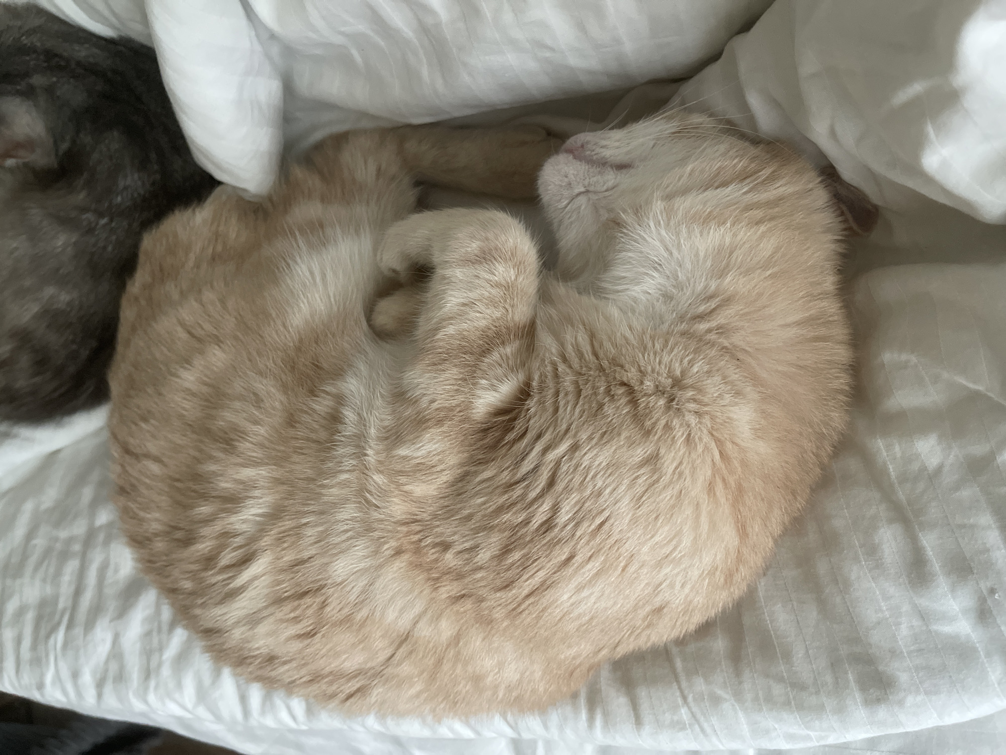 A close-up, high-angle shot shows a ginger cat curled up asleep on a white, textured duvet. The cat's body is mostly obscured by its curled posture, but its back and a portion of its face are visible. Its fur is a light orange or ginger color with subtle darker stripes. One paw is tucked under its chin, and its nose is visible, appearing pinkish. Another, darker cat is partially visible in the upper right corner of the frame, also seemingly asleep on the same duvet. The duvet is white with subtle horizontal ribbing. The scene appears to be indoors, on a bed. There are no people or any other discernible objects. The image is static and does not suggest any ongoing action. The location in the city of Коротиха, Russia, is not deducible from the visual information provided.