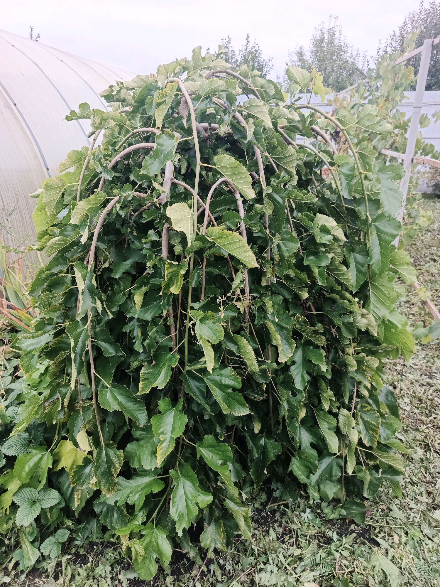 In an outdoor scene in Bessonovka, Russia, a weeping mulberry tree stands prominently in the foreground, its branches cascading downwards, laden with lush green leaves. The tree is situated in a garden or yard, with evidence of recent yard work; cut grass and debris are scattered on the ground around its base. Behind the tree, a white, curved structure, possibly a greenhouse or a polytunnel, is visible on the left. To the right, a wooden fence and some trees can be seen in the background, suggesting a rural or semi-rural environment. The sky is overcast, indicating a cloudy day. No people are present in the image. The overall impression is one of a well-established garden with a focus on a decorative, mature tree.