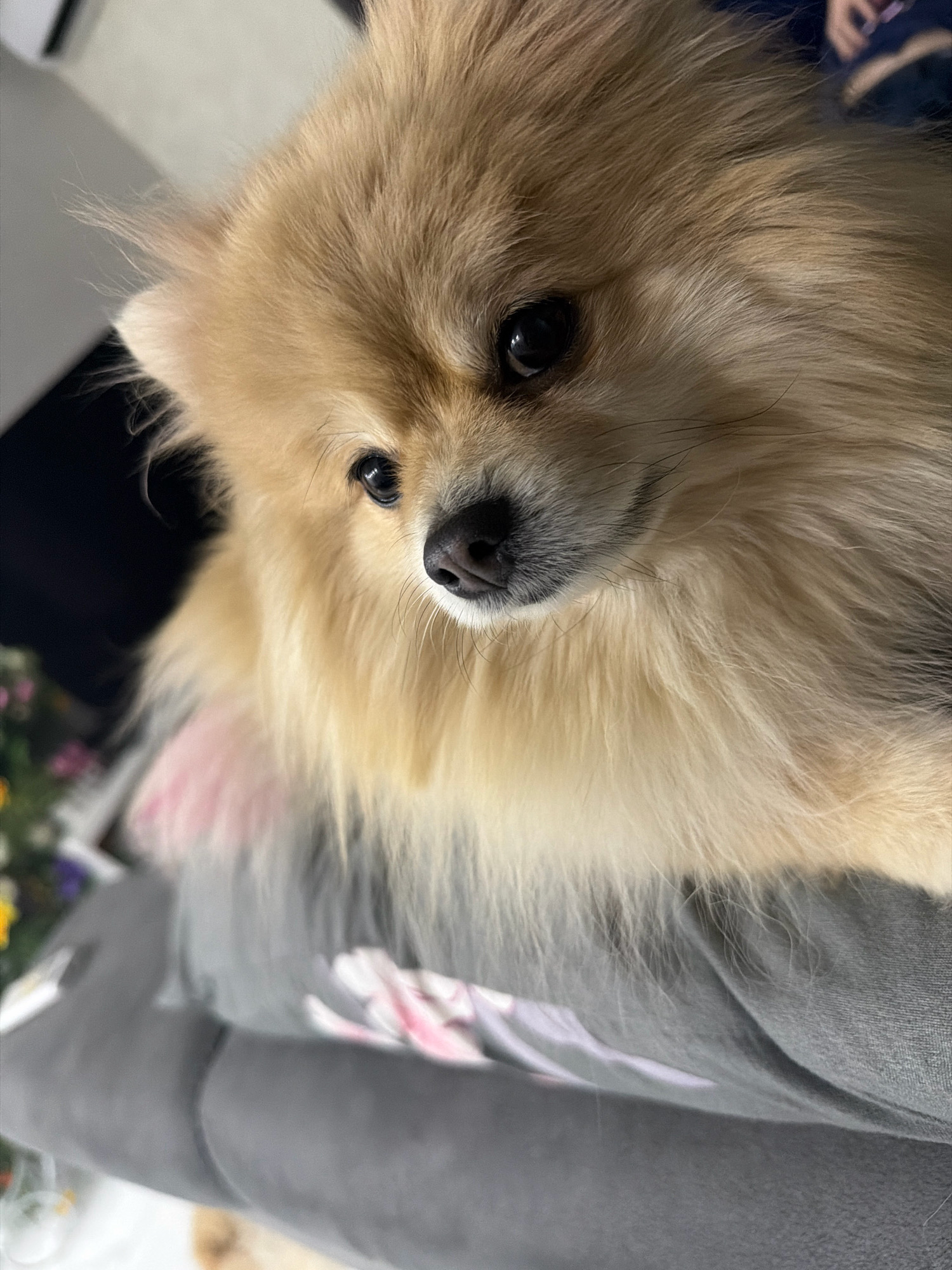 A Pomeranian dog with light brown fur is perched on a gray surface, possibly a lap or blanket, in a close-up shot. The dog's face is in focus, showing its dark eyes, black nose, and whiskers. The background is blurred, with hints of dark colors and some soft-focus elements that might be flowers on the left side. The image does not provide any information about the location in Tbilisi, Georgia.