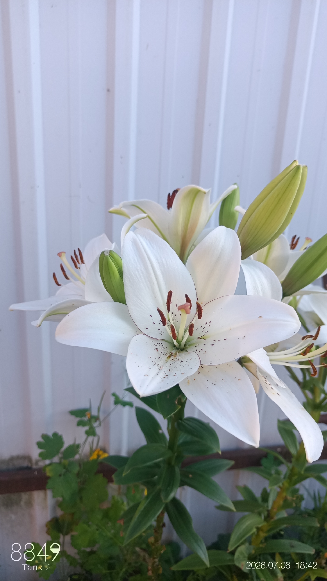 This is a close-up, eye-level outdoor photograph of several white lilies in full bloom. The lilies are the primary subjects, with their white petals, some speckled with brown, and dark brown stamens prominently displayed. Green buds and leaves are also visible, suggesting a garden setting. In the background, a corrugated metal fence, likely white or light-colored, runs vertically, creating a textured backdrop. The lighting suggests it is daytime, possibly late afternoon given the timestamp at the bottom right. The overall mood is serene and natural, focusing on the beauty of the flowers.
Visible text in the image includes a numerical code "8849" and "Tank 2" in the bottom left corner, and a date and time stamp "2026.07.06 18:42" in the bottom right corner. The location context provided is Kotovsk, Russia. The scene depicts a still moment in nature, emphasizing the delicate structure and form of the lilies.