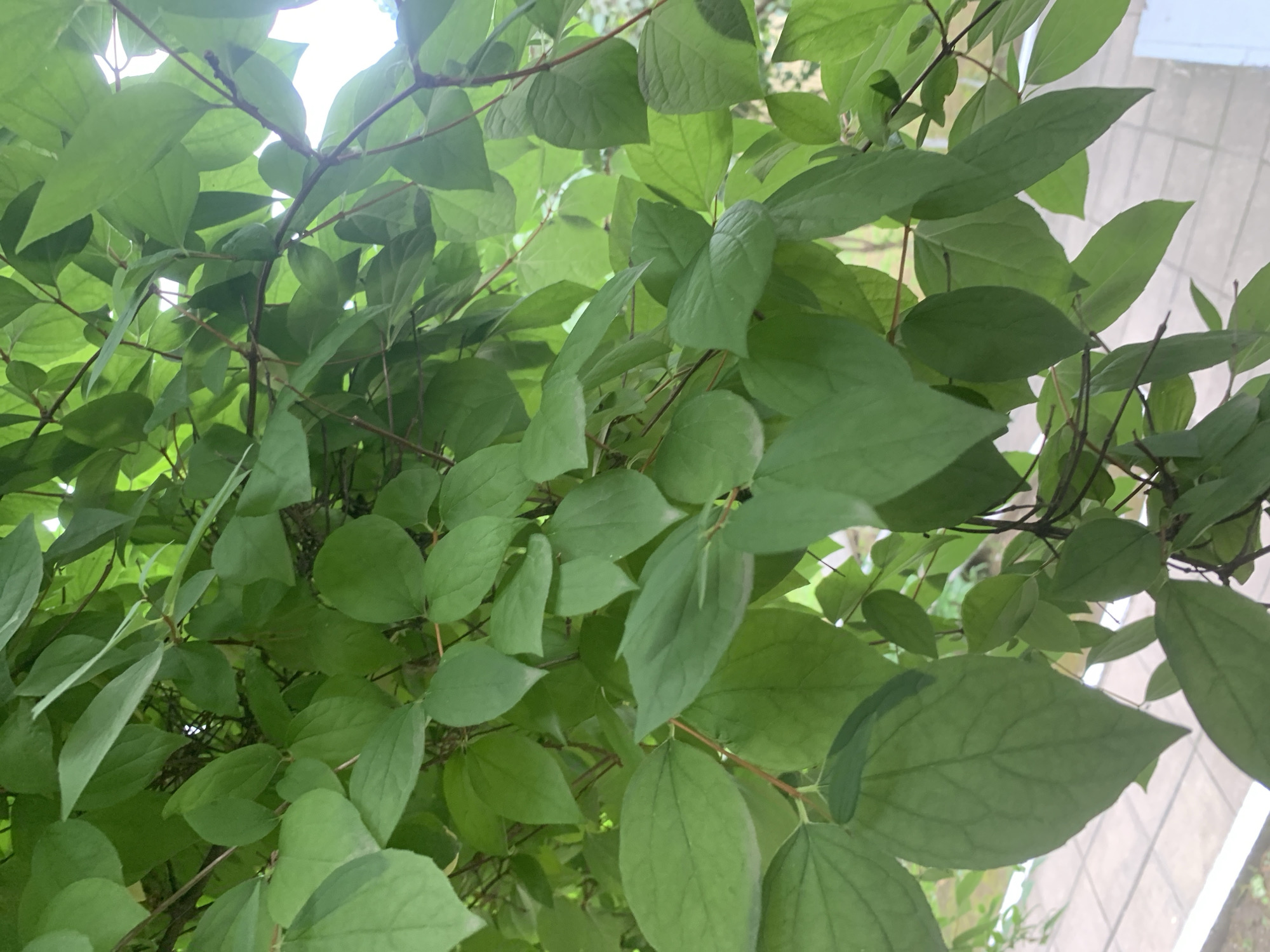 The image shows a close-up view of lush green foliage, primarily leaves and branches, obscuring much of the background. The leaves are varied in size and shape, with some being broad and ovate, while others are more elongated. They appear healthy and vibrant, indicating a well-watered plant. The branches are thin and dark brown, supporting the dense canopy of leaves.
In the background, partially visible through the gaps in the leaves, are elements of an urban environment. A paved walkway with square tiles can be seen, suggesting an outdoor public space. Hints of buildings or walls are also discernible, along with a bright sky, implying it is daytime. The overall impression is a natural element, likely a tree or shrub, thriving within a city setting. The specific location in Gudermes, Russia, is not visually evident from the image itself, as there are no identifiable landmarks or cultural markers.