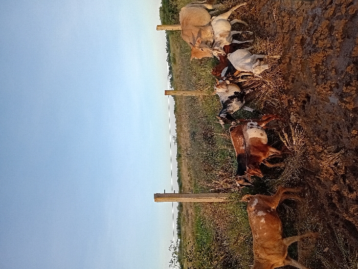 The scene depicts a rural outdoor environment located in Naro Moru, Kenya. The upper portion of the frame shows a clear, light blue sky with minimal cloud cover. The foreground and midground consist of dark brown, uneven, muddy terrain, interspersed with patches of dry vegetation and straw. Faint imprints consistent with animal tracks are visible in the mud.
A fence line runs horizontally across the midground, constructed with at least three upright wooden posts. Two taut white strands, appearing to be tape or wire, are stretched between these posts. Beyond the fence, the landscape transitions into a field of green and dry grasses and scrub brush, extending towards a distant, treeline horizon.
A group of approximately nine domestic animals is present on the muddy ground. These include several goats of various ages and coat patterns: brown and white spotted, black and white spotted, and solid brown or white individuals. One prominent brown goat with white markings on its hindquarters is positioned on the left, walking towards the right side of the frame. The goats appear to be moving through or congregating in the muddy area. On the far right, two bovines are visible: a larger, light brown zebu-type cow stands alongside a smaller, lighter-colored horned calf, which is positioned in close proximity to the adult. The scene is illuminated by natural sunlight, casting soft shadows, consistent with late afternoon or early morning conditions.