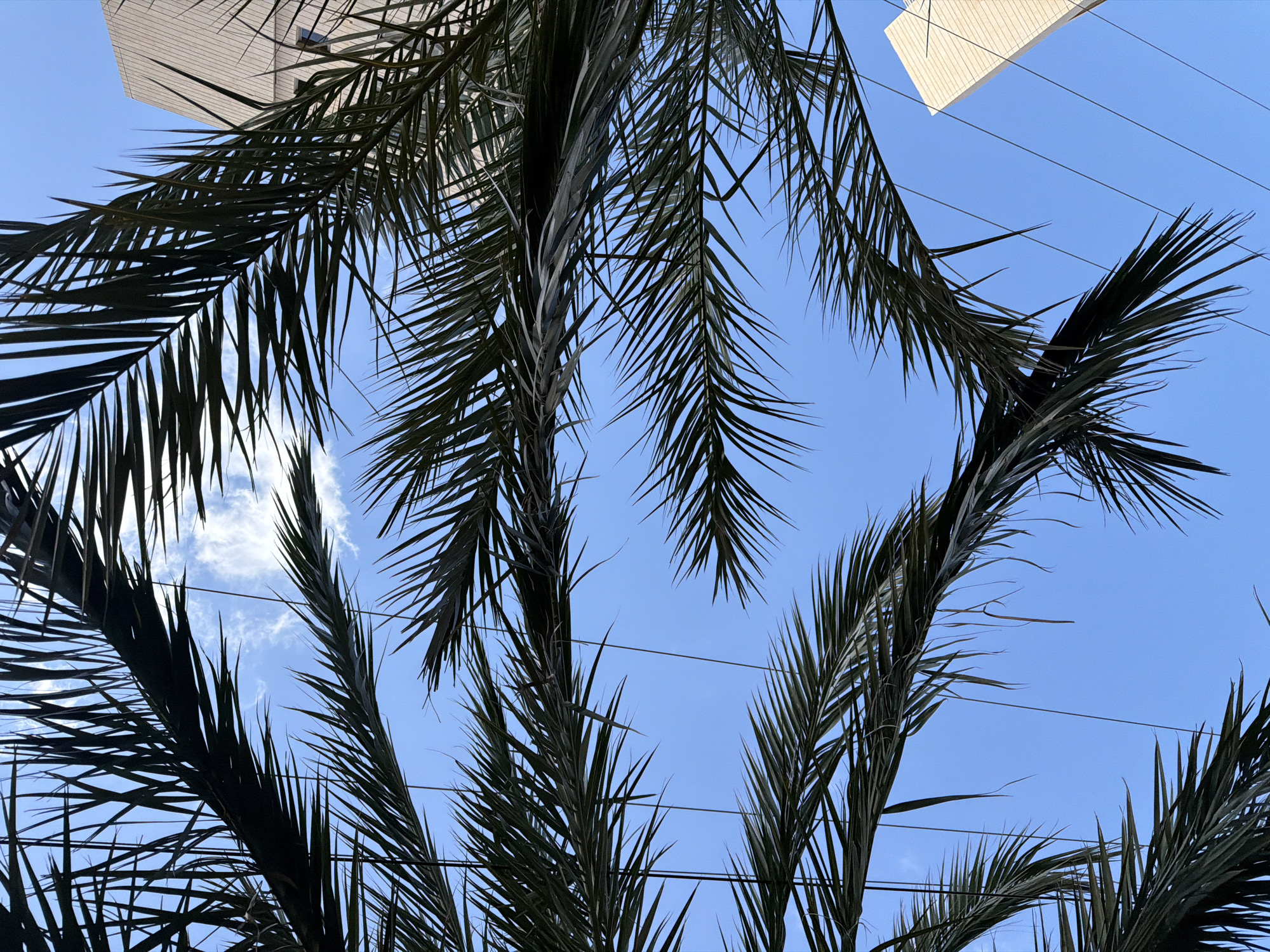 The image, taken in Kiryat Bialik, Israel, shows a view looking up through the fronds of palm trees against a clear blue sky. A small patch of white clouds is visible in the lower left. Electrical wires run across the sky, intersecting the palm fronds. Sections of white, angular structures, possibly parts of buildings or awnings, appear in the upper portion of the frame. The palm fronds are dark and silhouetted against the bright sky. The photo is taken from a low angle.