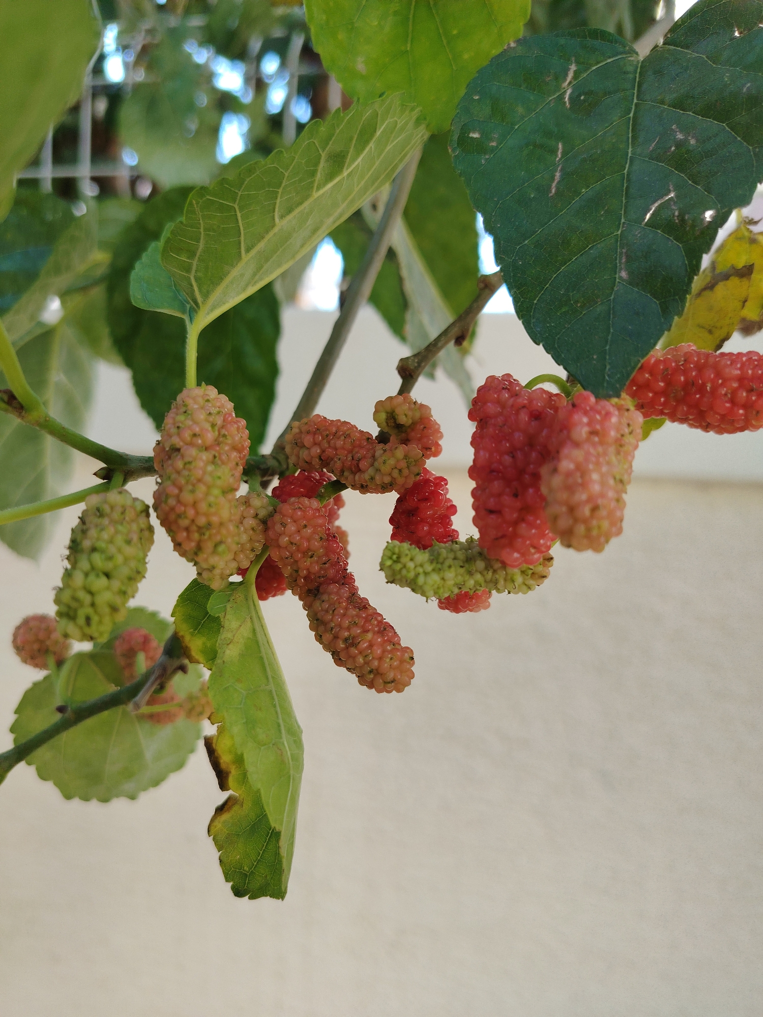 The image depicts a close-up view of ripe and unripe mulberries hanging from a branch, with green leaves and a light-colored wall in the background. The mulberries vary in color from green to pink and red, indicating different stages of ripeness. Some of the leaves show signs of damage or discoloration. The scene appears to be outdoors, possibly in a garden or on a balcony. The lighting suggests it is daytime. No people or animals are visible. The overall impression is one of natural growth and the process of fruit ripening. The location is identified as Konyaaltı, Turkey.