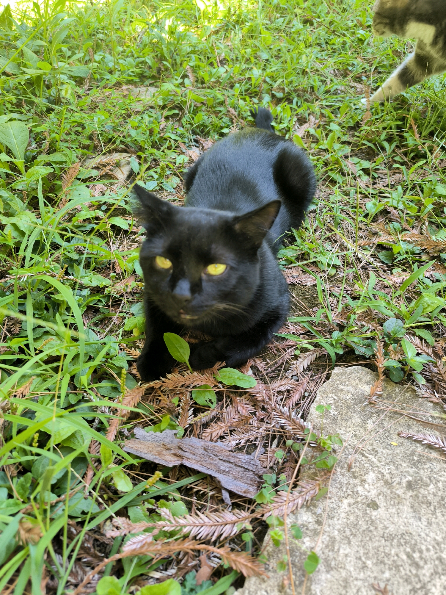 A black cat with bright yellow eyes is lying on the ground amidst lush green vegetation, brown pine needles, and a grey stone. The cat is facing the camera and appears to be alert. The environment suggests an outdoor setting, possibly a garden or park. There is a partial view of another cat's paw in the upper right corner of the image, suggesting another cat is present but not fully visible. The scene is well-lit, indicating it is daytime. There are no indications of the specific location being Sochi, Russia.