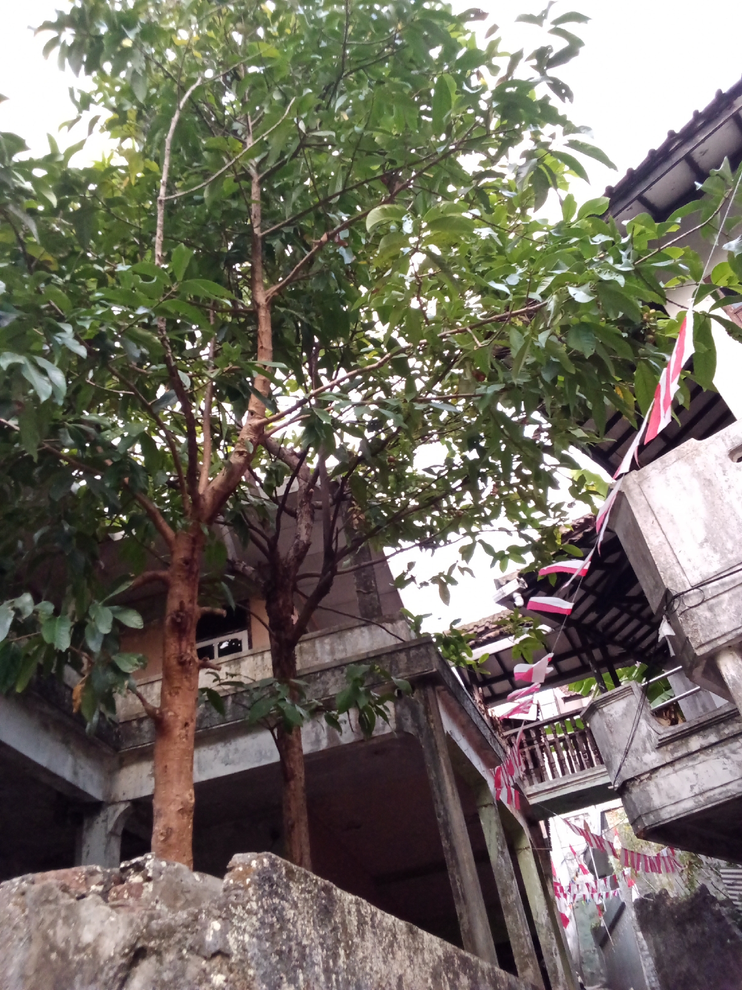 This is a low-angle, outdoor photograph taken in Bandung City, Indonesia, focusing on trees in the foreground with a building and Indonesian flags in the background. Two trees with brown bark and green leaves are prominent, with their branches reaching towards the sky. The building appears to be old and weathered, with concrete structures and a tiled roof. Several Indonesian flags, red and white, are strung across the scene, some hanging from the building's architecture and others from wires. The sky is overcast. The image has a slightly grainy texture.