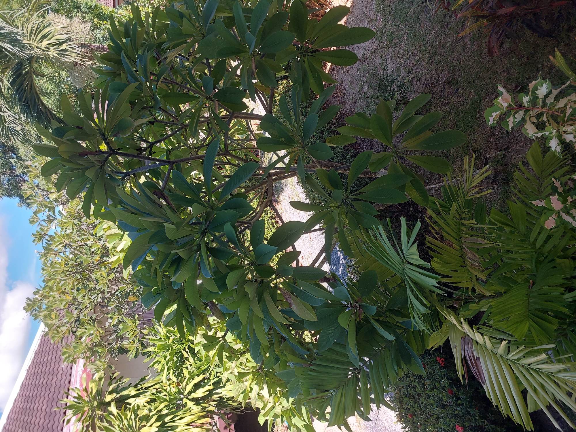 The image shows a lush, green garden with a variety of tropical plants in Baan Mae Nam, Thailand. In the foreground, a prominent plumeria tree with large, ovate leaves dominates the frame. To the left of the plumeria, several fronds of a palm tree are visible, with some showing signs of browning. In the background, a building with a reddish-brown tile roof and white walls is partially obscured by the foliage. The ground is covered with grass and gravel. The sky is blue with scattered white clouds. The scene suggests a tranquil, tropical setting.