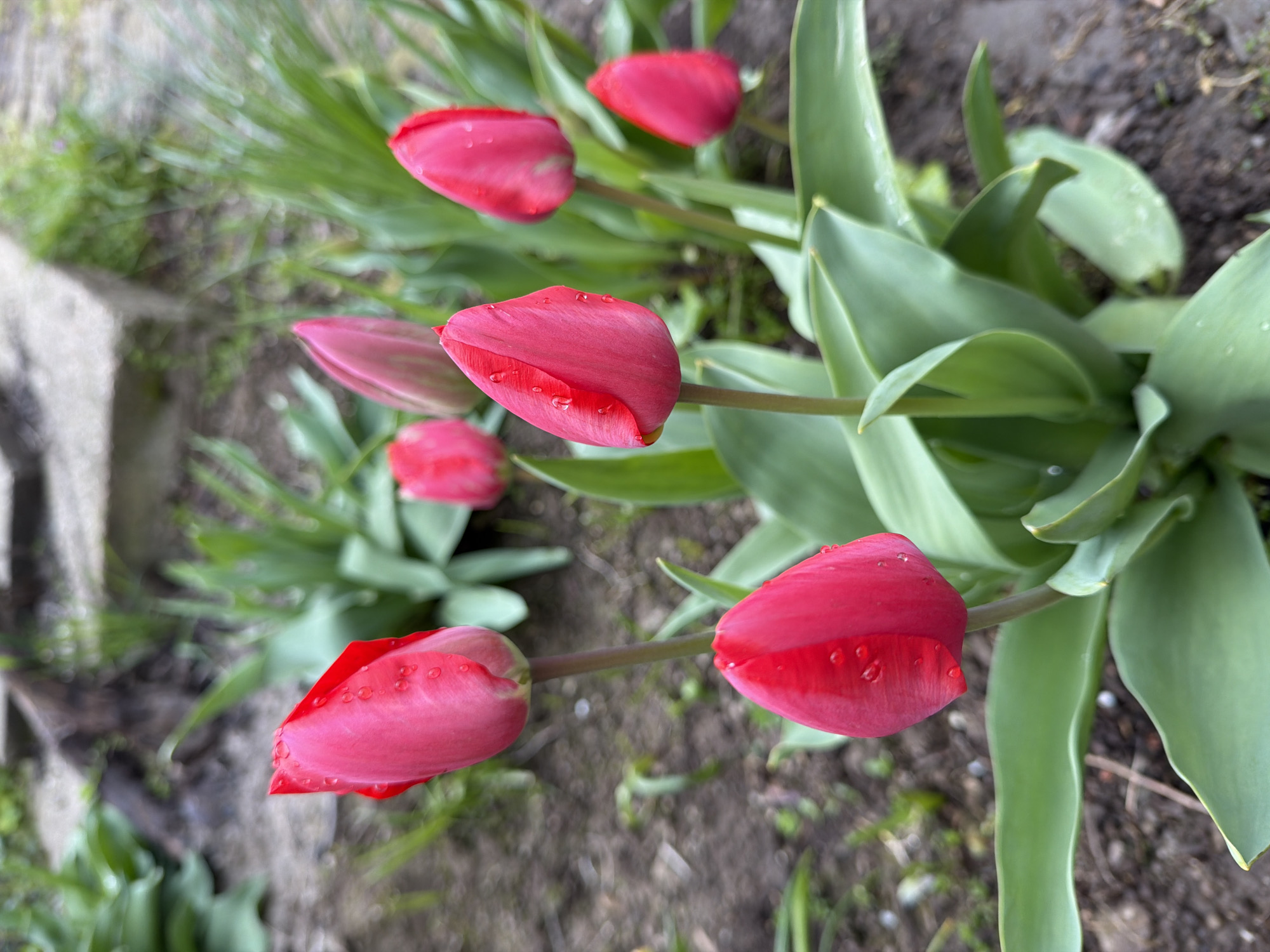 The image shows a patch of red tulip buds in a garden setting. Several buds are visible, some with water droplets on their petals. The leaves of the tulip plants are a lush green. The background consists of soil and some other plants. The location is Brestovene, Bulgaria.