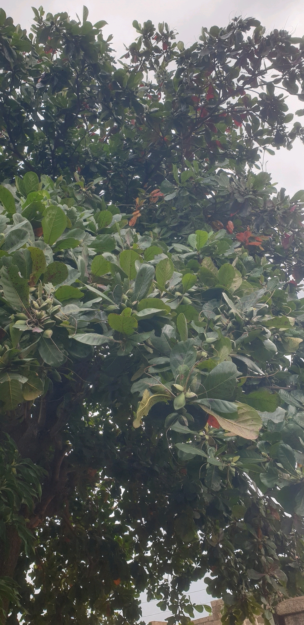 The image shows a low-angle, full-frame shot of a large tree with abundant green leaves and some reddish-brown leaves, possibly indicating seasonal change. Several green, elongated fruits are visible clustered on branches throughout the tree. The dense foliage obscures much of the background, but a hazy, overcast sky is visible at the top. The lower part of the image reveals the dark bark of the tree trunk and branches. In the far lower right corner, a portion of a brick wall structure is visible, suggesting an outdoor, possibly urban or semi-urban, environment. The overall impression is of a mature tree in a natural or landscaped setting. The scene is static, with no people or discernible activity. The location is identified as Sabon Tasha, Nigeria.