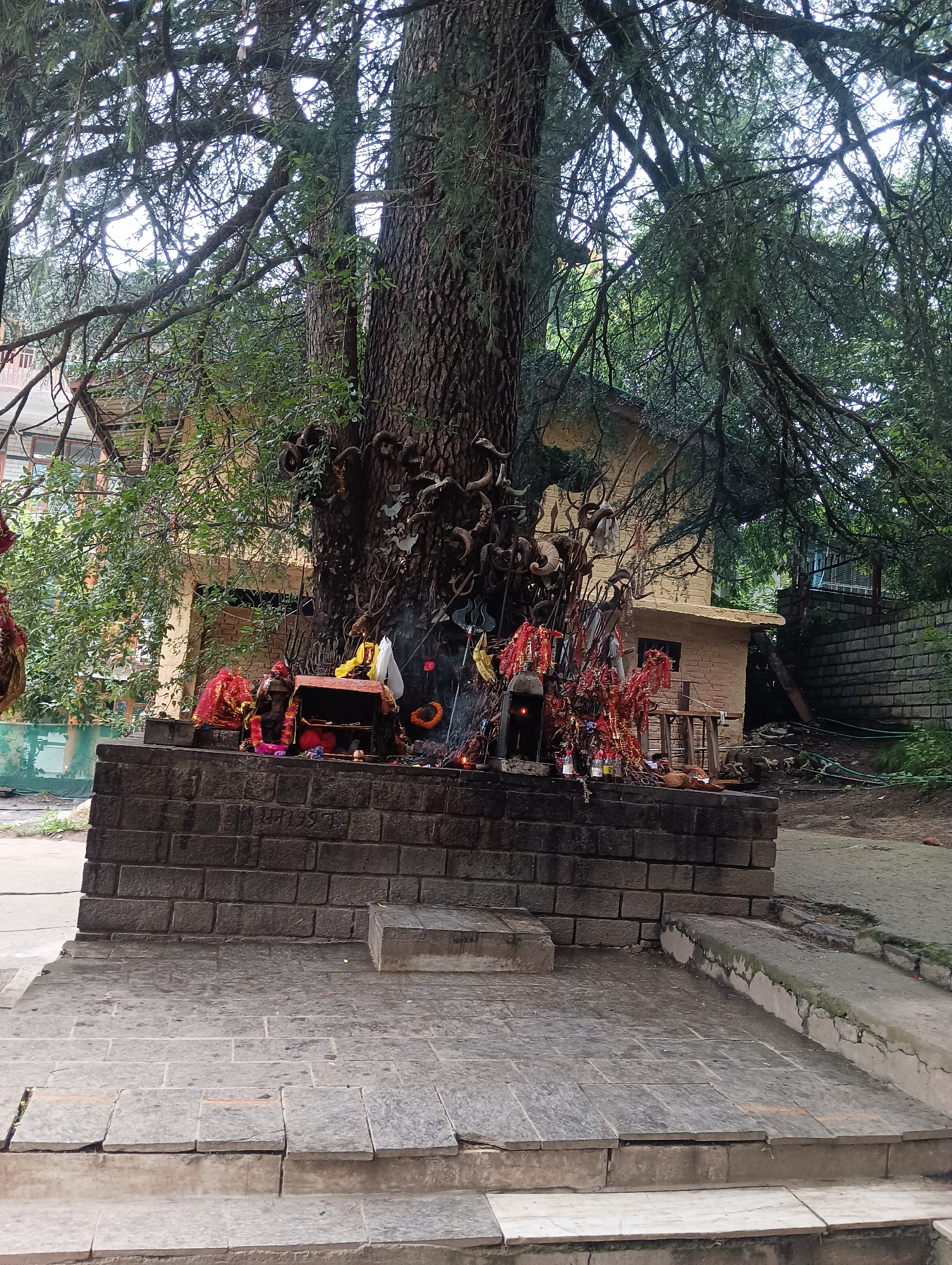 The image depicts an outdoor shrine situated at the base of a large, ancient tree in Manali, India. The shrine is constructed on a raised platform made of dark grey brick. Various offerings are placed on the platform, including red cloths, prayer flags, oil lamps, and what appear to be animal horns or antlers. The tree itself is massive with a thick, gnarled trunk and extensive branches that spread outwards, partially obscuring the sky and a building in the background. The building behind the shrine is light yellow with a reddish-brown tiled roof and appears to be a small temple or dwelling. The surrounding environment consists of a paved walkway and stone steps leading up to the shrine. The overall atmosphere is one of reverence and natural beauty.