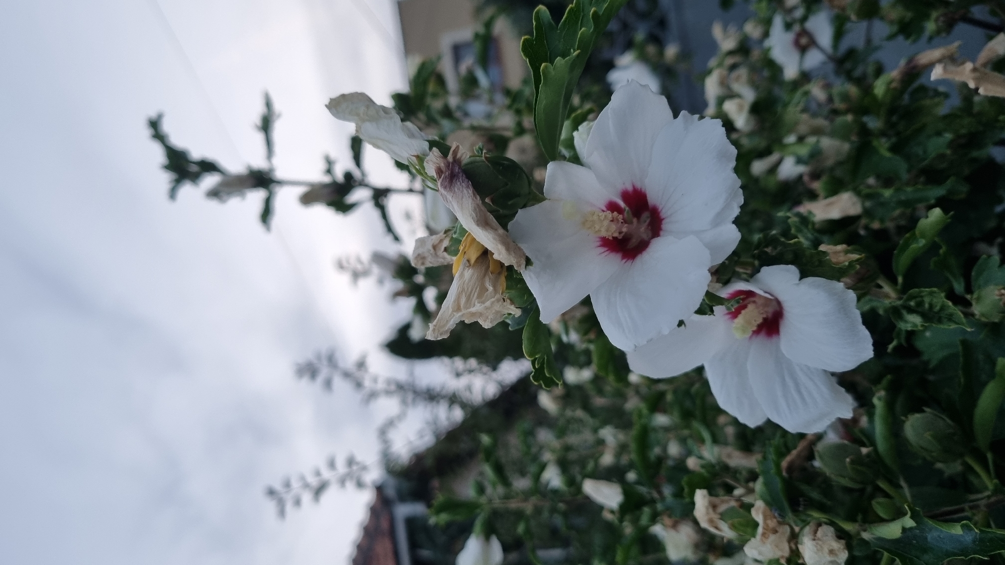 The image depicts two white hibiscus flowers with red centers, blooming on a bush. The flowers are in focus in the foreground, with their petals slightly unfurling. Behind the flowers, the background is blurred, showing more foliage, dried flower petals, and a hint of a building with a tiled roof and a street. The sky is overcast and gray, suggesting a cloudy day. The scene appears to be outdoors, likely in a residential area. The presence of hibiscus flowers and the architectural style of the building suggest a temperate climate. Based on the provided location of Berehove, Ukraine, this image likely captures a common garden or street-side flora in that region.