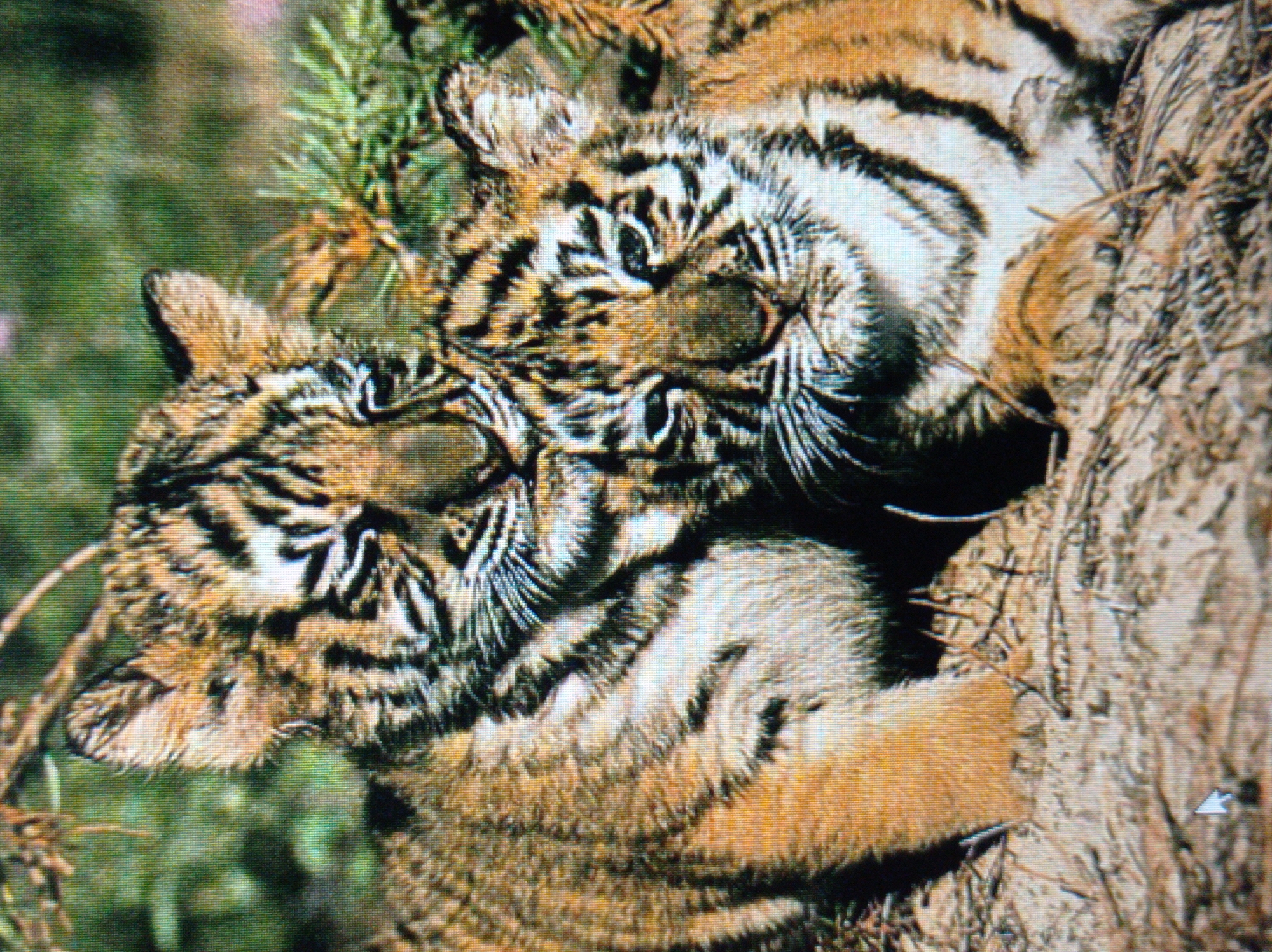 The image depicts two young tigers, likely cubs, resting on a bed of dry leaves and twigs. The tigers are orange with black stripes, characteristic of their species. Their faces are visible, with their eyes open and alert. The background is a blur of green foliage, suggesting a natural, outdoor environment. There is no indication of the city of Mukachevo, Ukraine, in the image. The scene appears peaceful, with the cubs appearing relaxed.