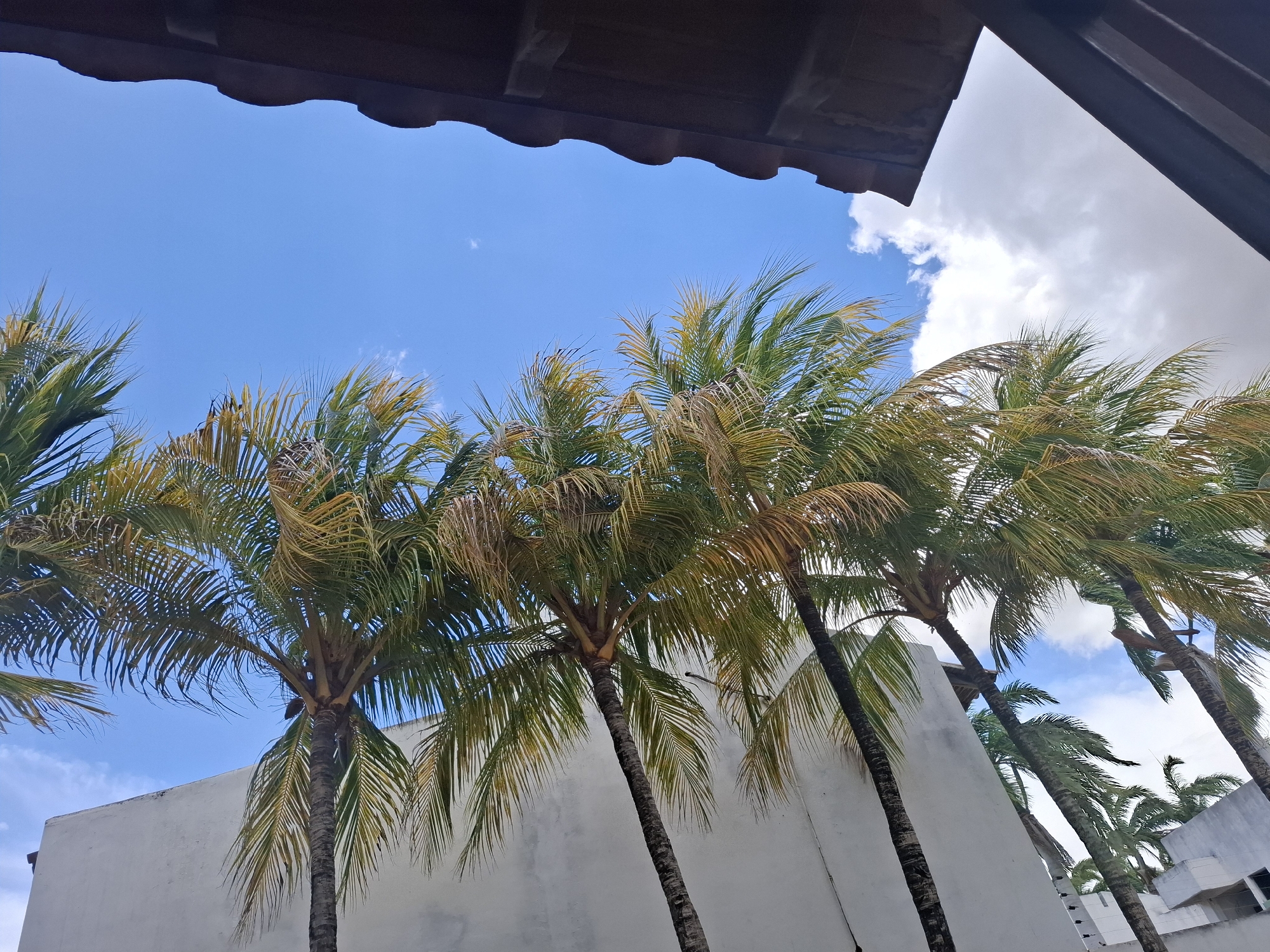 Captured from a low angle, the image features a row of palm trees set against a bright blue sky with scattered clouds, as seen from Juan Griego, Venezuela. A section of what appears to be a building with a white wall is visible behind the trees. The composition is partially framed by architectural elements, possibly parts of a roof, in the upper corners of the image.