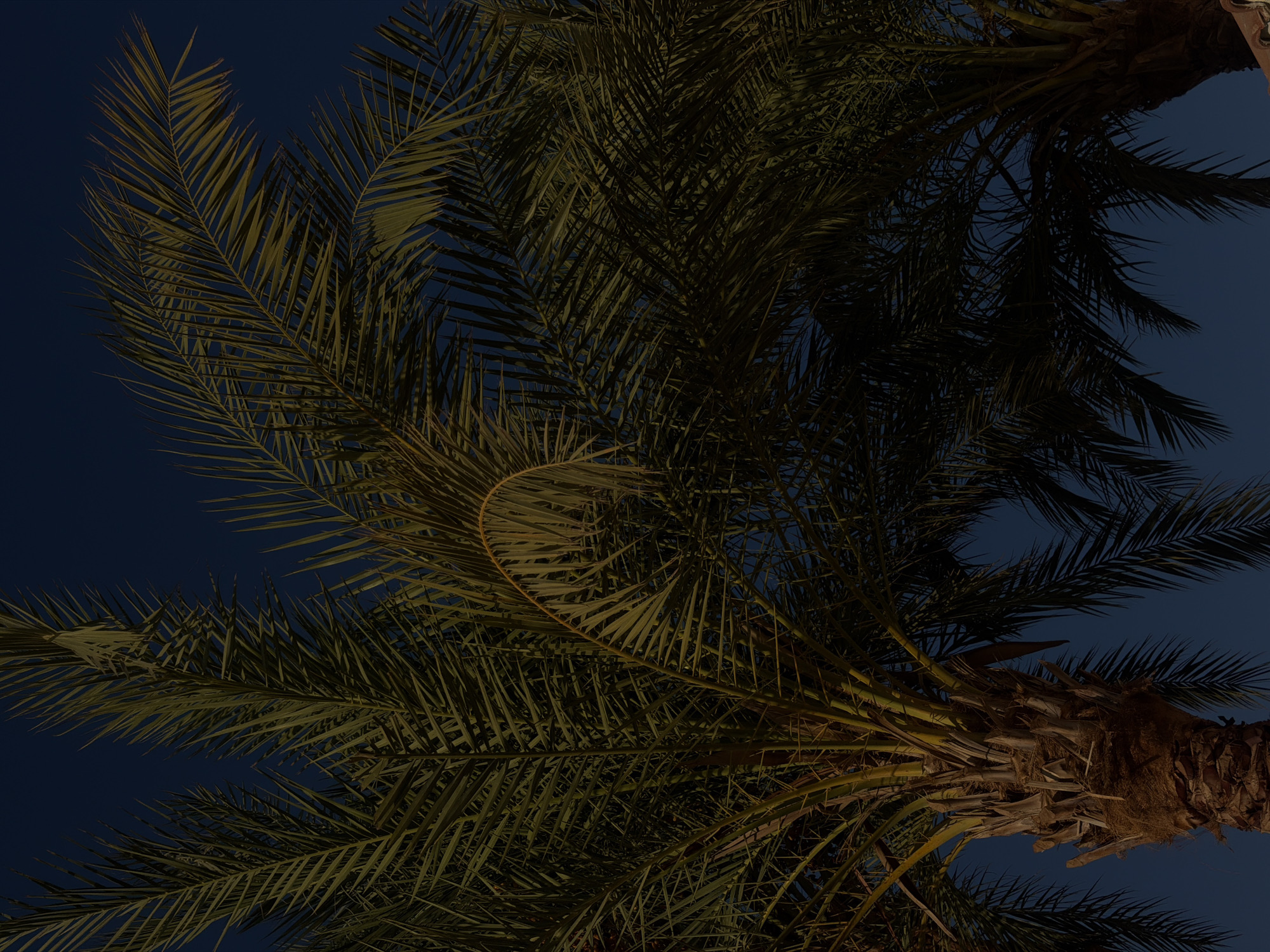 The image shows two palm trees silhouetted against a dark blue sky, likely at dusk or night. The fronds of the palm trees are dense and stretch across the frame. The texture of the palm tree trunks is visible, appearing rough and fibrous. The scene is likely located outdoors in Sharm El Sheikh, Egypt, given the prevalence of palm trees in the region. There are no people, animals, or specific man-made structures visible. The lighting suggests it is either early morning or late evening.