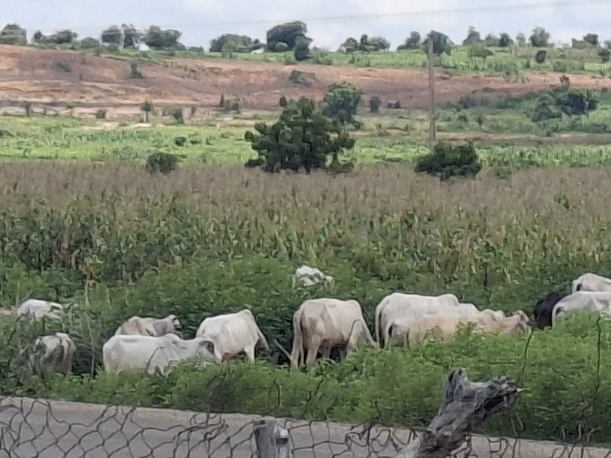The image depicts a rural landscape, possibly in the city of Lembi, Nigeria. In the foreground, a herd of light-colored cattle are grazing amongst lush green vegetation. Some of the cattle are partially obscured by the foliage. Behind the cattle, there is a field of tall, dry plants, likely crops. In the mid-ground, the terrain slopes upwards, revealing more greenery and scattered trees. The background features a reddish-brown hillside with sparse vegetation and a few trees clustered at the top. The sky is overcast with a pale, hazy hue. A power pole is visible on the right side of the image. The overall scene suggests a pastoral setting with agricultural activity.