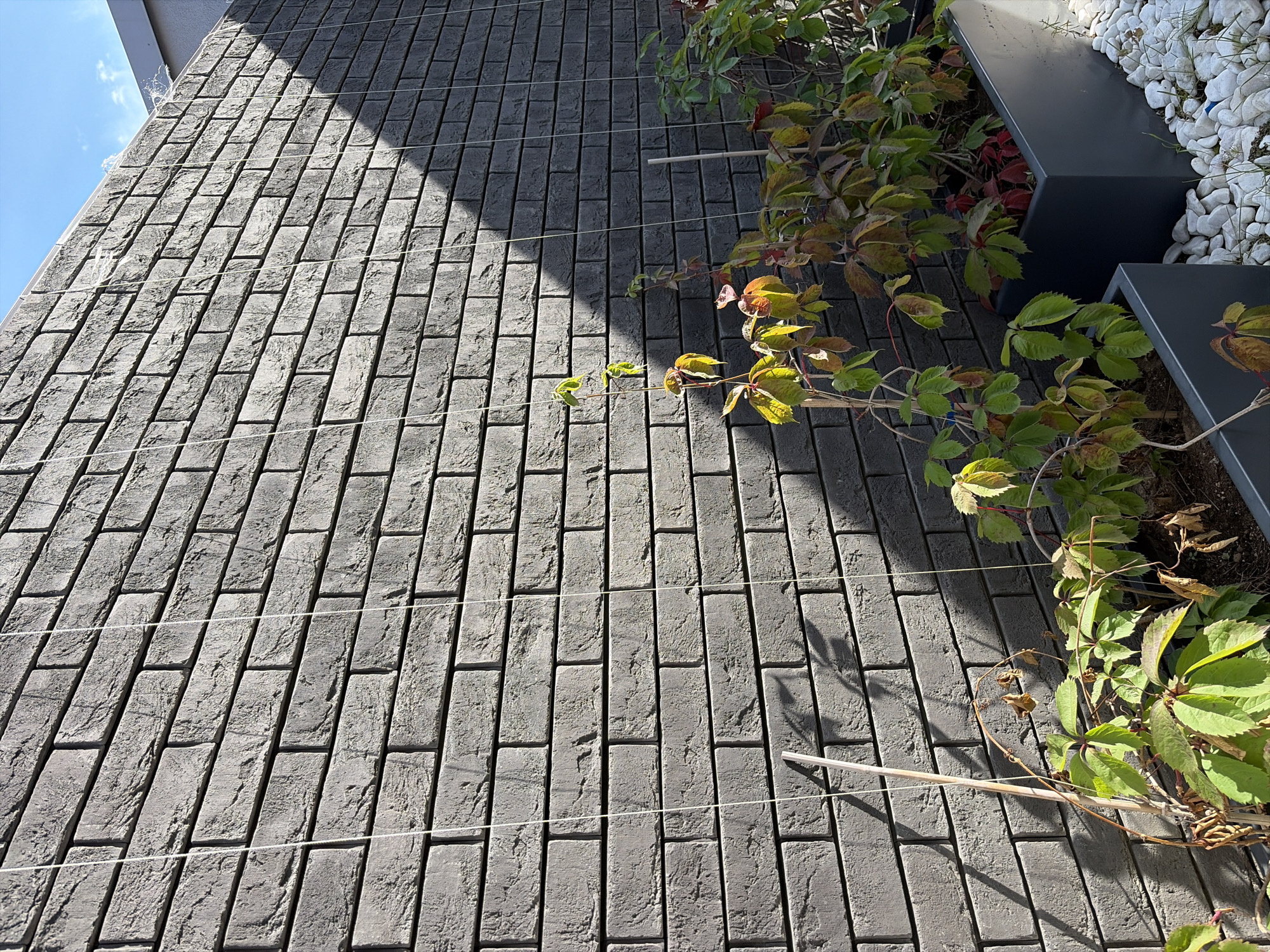 The image depicts a section of a modern, dark gray brick wall with thin white guide wires running vertically up its face. The wall is partially shaded by sunlight, creating a distinct diagonal shadow across it. In the foreground, several dark rectangular planters are visible, filled with soil and white decorative stones. Green and reddish-brown leafy plants, possibly ivy or a similar vine, are growing out of the planters and are supported by the guide wires and thin wooden stakes. The scene appears to be outdoors, under a bright blue sky with a hint of a white structure at the top right corner. No people are present in the image. The style suggests a contemporary urban or suburban garden or courtyard setting, possibly in Moscow, Russia, given the information provided.