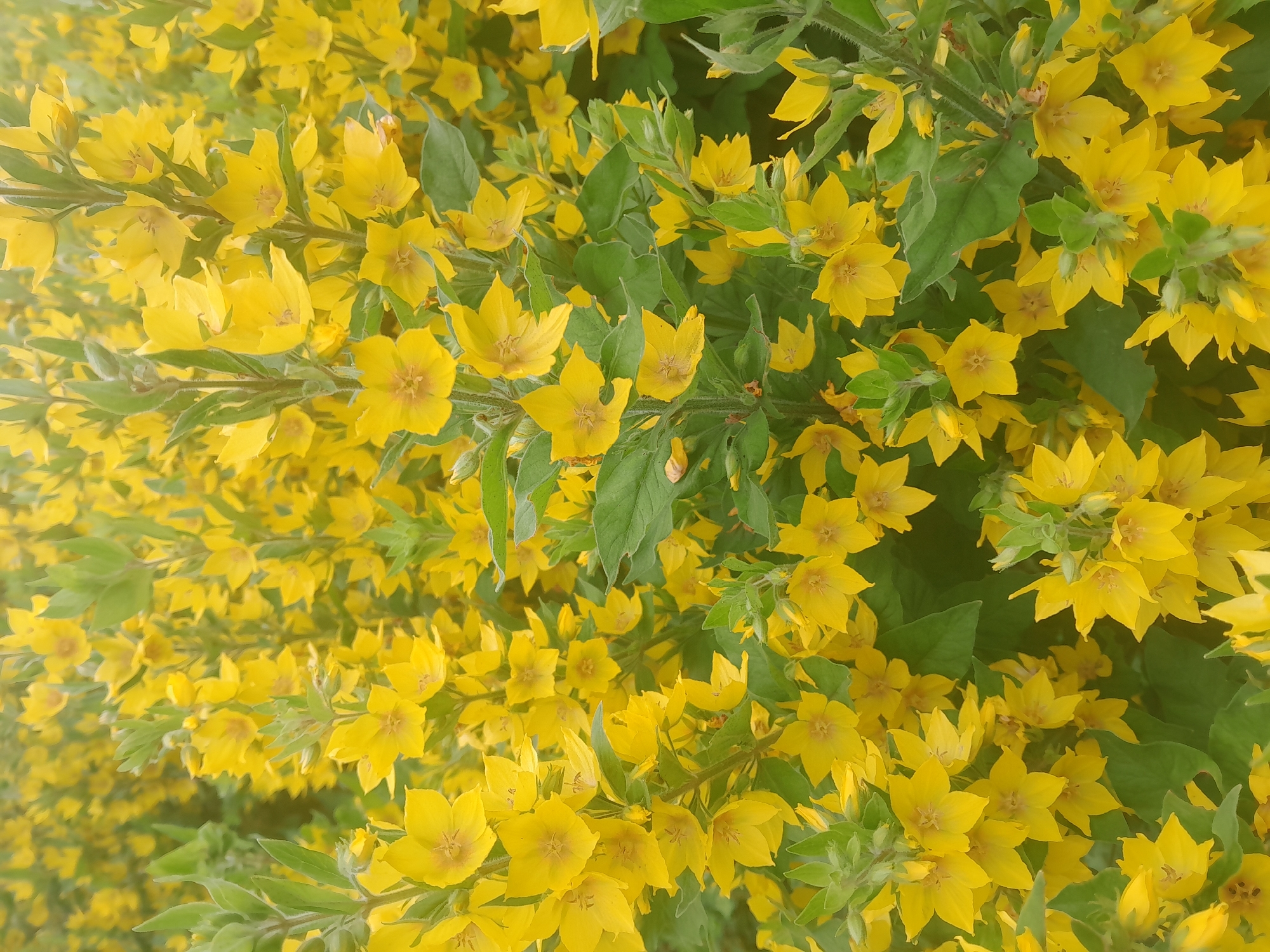 The image shows a dense patch of yellow flowers with green leaves, possibly in a garden or natural setting. The flowers are star-shaped with five petals and a reddish-brown center. They grow in clusters on upright stems. The background is filled with more of the same flowers, creating a vibrant and almost overwhelming display of yellow. The focus is on the flowers, with the leaves providing a backdrop of green. The lighting appears to be natural daylight, suggesting it was taken outdoors. There are no people or animals visible in the image, and no man-made objects are present. The scene evokes a sense of abundant nature and bloom.