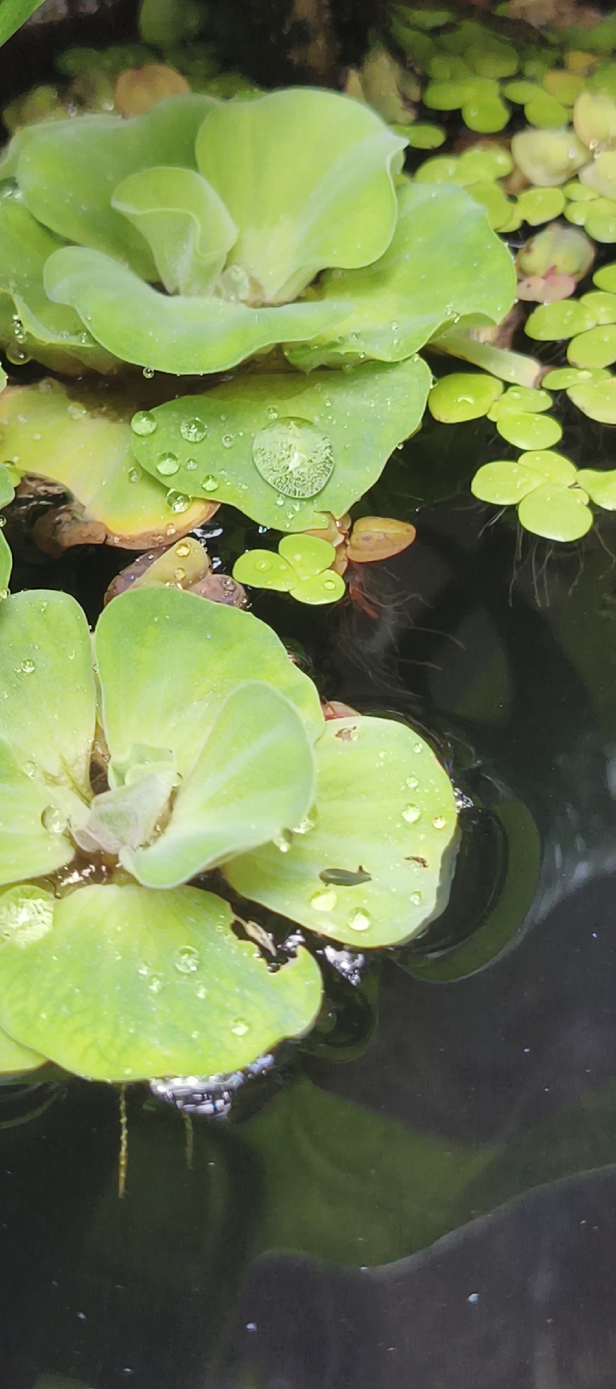 This close-up, vertical shot captures a serene scene of floating aquatic plants on a dark water surface, likely in Bangkok, Thailand. The main subjects are several water lettuce (Pistia stratiotes) plants, characterized by their vibrant light green, rosette-forming leaves. Numerous clear water droplets of varying sizes are scattered across the leaf surfaces, indicative of recent rain or dew. A particularly large, prominent water droplet in the upper central area beautifully refracts light and reflects its surroundings.
Smaller clusters of bright green, rounder floating plants, possibly duckweed or similar species, are visible, particularly in the upper right, complementing the larger water lettuce. The water beneath the plants is strikingly dark, almost black, suggesting depth or a shaded environment, with subtle reflections visible. Fine roots of the water lettuce extend into the dark water below the surface.
A notable detail is a tiny, dark, elongated invertebrate, possibly an insect larva or a small snail, resting on one of the lower-right water lettuce leaves amidst the droplets. The image evokes a sense of natural tranquility and lush growth in a humid, aquatic ecosystem. No text is visible.