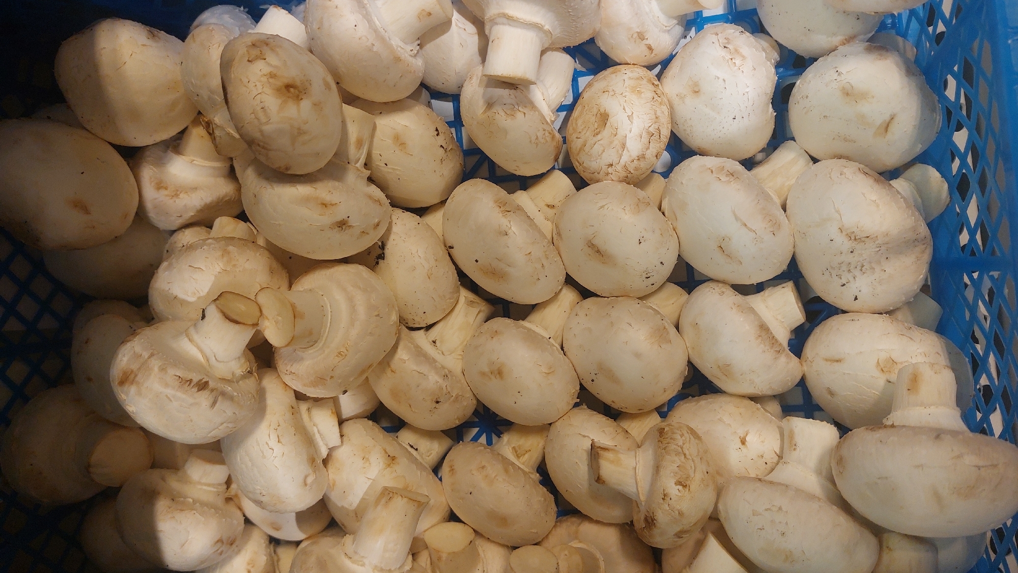 A close-up, high-angle shot depicts a blue plastic basket filled with white button mushrooms. The mushrooms are clustered together, varying in size and orientation. Some have visible stems, while others display only the caps. The mushrooms appear fresh, with minor surface blemishes. The photograph was likely taken indoors, in Novosibirsk, Russia.