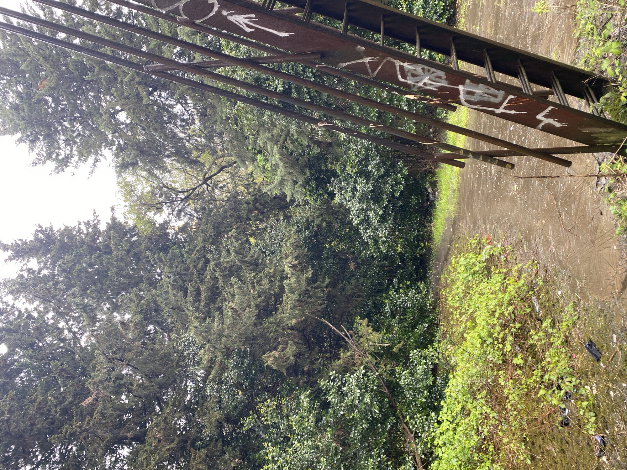 The image displays an overgrown outdoor scene, likely a neglected pathway or section of a natural area in Sochi, Russia. A rusty, dark-colored metal structure, possibly a fence or part of a railing, diagonally traverses the foreground. This structure features several horizontal bars with white spray-painted graffiti, including a stylized stick-figure drawing and abstract symbols that are not clearly decipherable but appear to include shapes like 'X' or 'Z'.
Adjacent to the metal structure is a muddy, uneven path or dry streambed. This path is flanked by abundant vegetation: dense, dark green coniferous trees form a backdrop to the left, while closer to the viewer on the right, light green undergrowth and shrubs thrive. Scattered litter, such as plastic bottles and bags, is visible within this vegetation, indicating neglect.
The scene is set during daytime under an overcast sky, providing soft, diffused lighting. The damp, muddy appearance of the ground suggests recent rain or high humidity. There is no human or animal activity depicted. The overall impression is one of nature reclaiming an area impacted by human presence, characterized by the decaying artificial structure and visible refuse amidst the lush greenery.