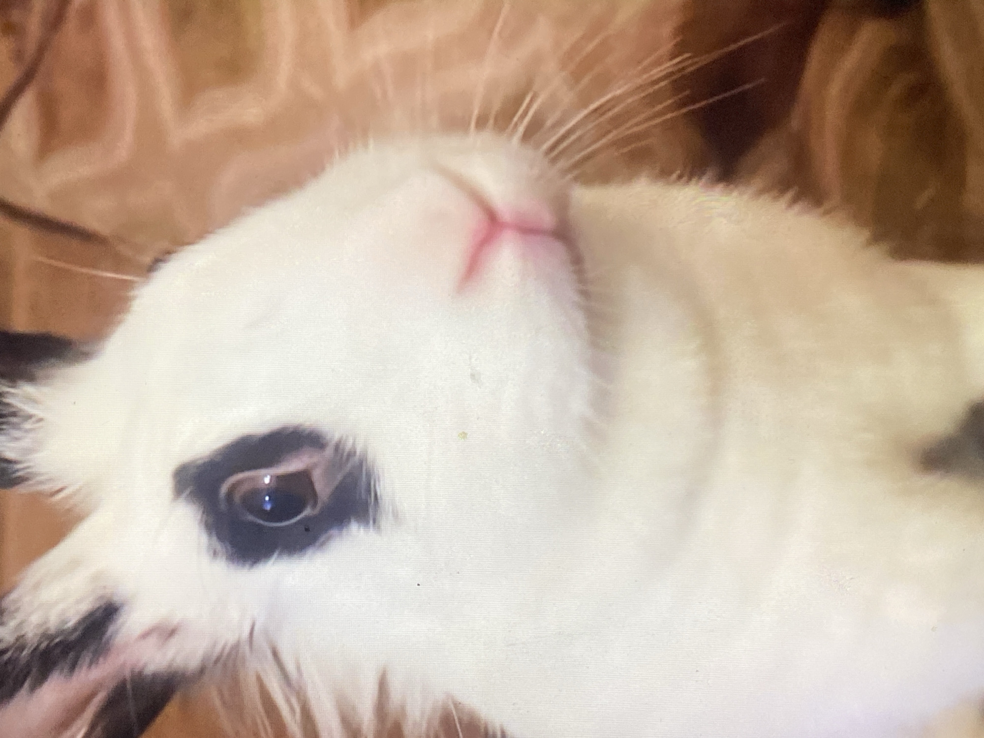 A close-up, slightly angled shot features a white rabbit with black markings around its left eye. The rabbit's pink nose is centered in the frame, and its whiskers are visible. The background appears blurred and indistinct, possibly a patterned fabric in shades of brown. The image does not provide sufficient information to determine its location in Tinaquillo, Venezuela, or any further details about people, actions, interactions, or the environment.