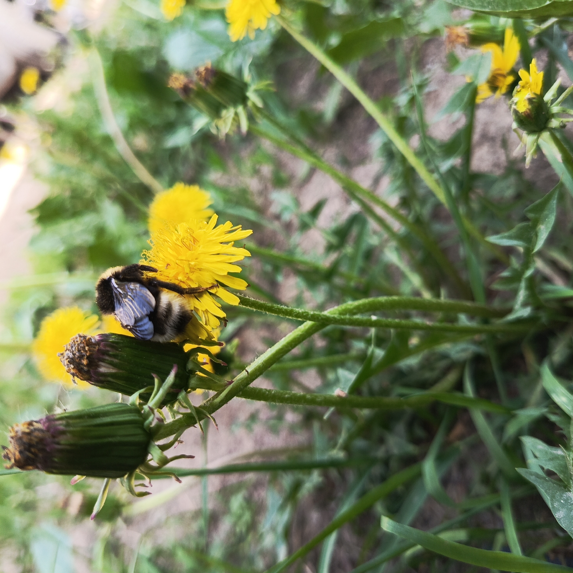 A close-up shows a bee resting on a yellow dandelion in a patch of grass. The bee is black and white, with blueish wings visible. Several closed dandelion buds are nearby. The location is likely Марковский, Russia.