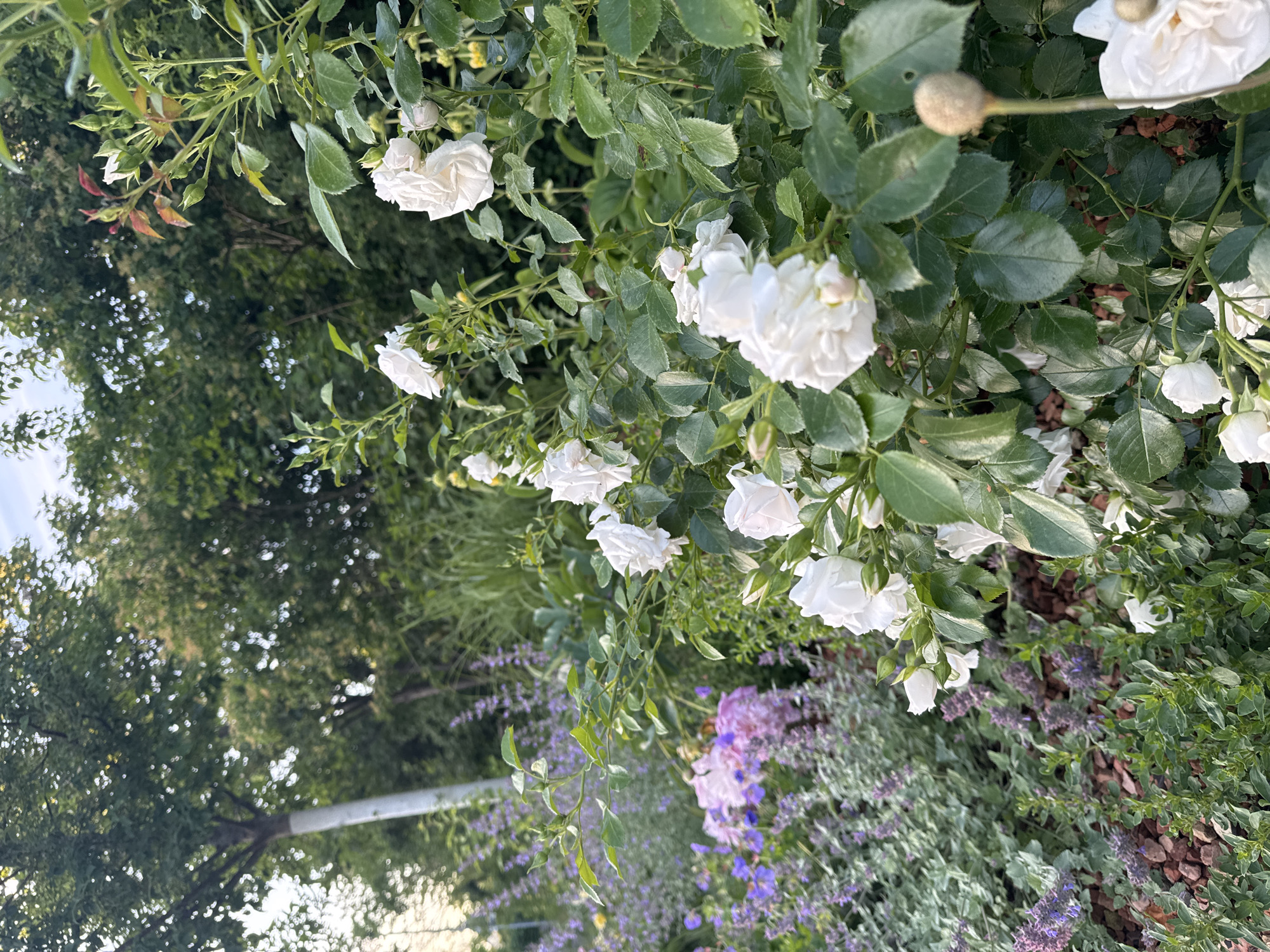 This image, originally oriented on its side, captures a vibrant outdoor garden scene dominated by a bush of white roses. Numerous white rose blooms and buds are prominently displayed in the foreground and midground, showcasing their delicate petals and rich green leaves.
In the background, a dense canopy of green trees creates a lush, natural backdrop, with hints of a bright sky visible through the foliage. Below the rose bush, a variety of other plants add texture and color to the garden. These include plants with small purple or lavender-colored flowers, likely species such as lavender or catmint, alongside other green leafy plants, some exhibiting lighter green margins. Reddish-brown mulch or soil is visible beneath these groundcover plants.
The lighting in the image is soft and natural, suggesting either early morning or late afternoon, as there are no harsh shadows. The overall scene conveys a serene and picturesque garden environment, situated in Fehraltorf, Switzerland, as indicated by the location context. There are no people or discernible text visible in the photograph.