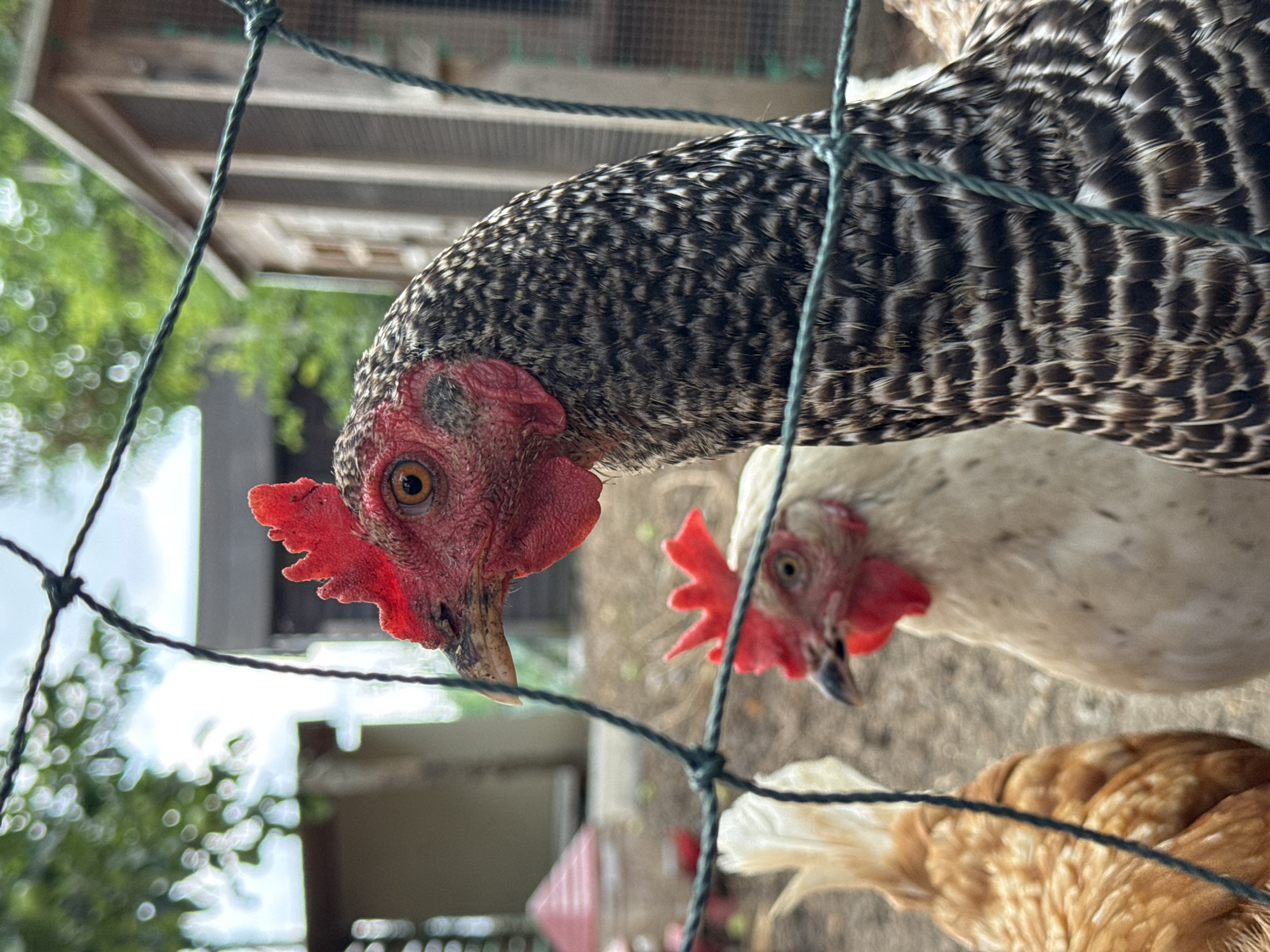An outdoor, eye-level, close-up shot features three chickens behind a green mesh fence in Wettstetten, Germany. In the foreground, a barred Plymouth Rock chicken is on the right, its head and chest in profile, facing left. Its prominent red comb and wattle, a dark beak, and an orange eye are visible. The chicken has black and white barred feathers on its neck and chest. To its left and slightly behind, a white chicken with a red comb and wattle is visible, with its head turned slightly to the right. Further to the left and partially visible, a brown hen's back and tail feathers are seen, facing away from the camera. In the background, a chicken coop with a wire mesh door is on the right. A blurry pink and red chicken feeder is visible on the left, and trees with green foliage and a pale blue sky are in the far background. The ground appears to be dirt.