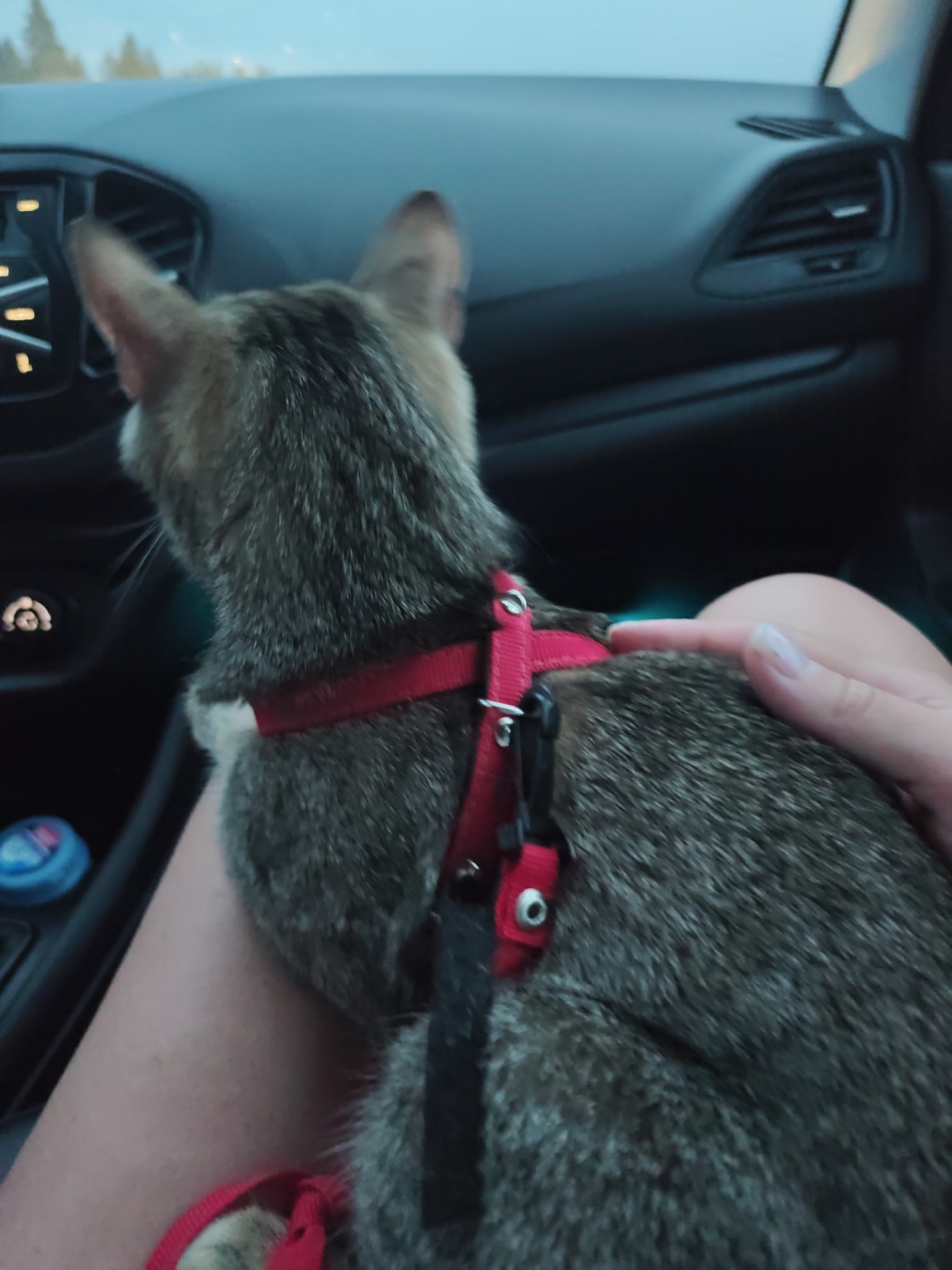 A cat with a red harness sits on a lap inside a car. The car's dashboard is visible. The location is likely Верхнее Калино, Russia, inferred from available data.