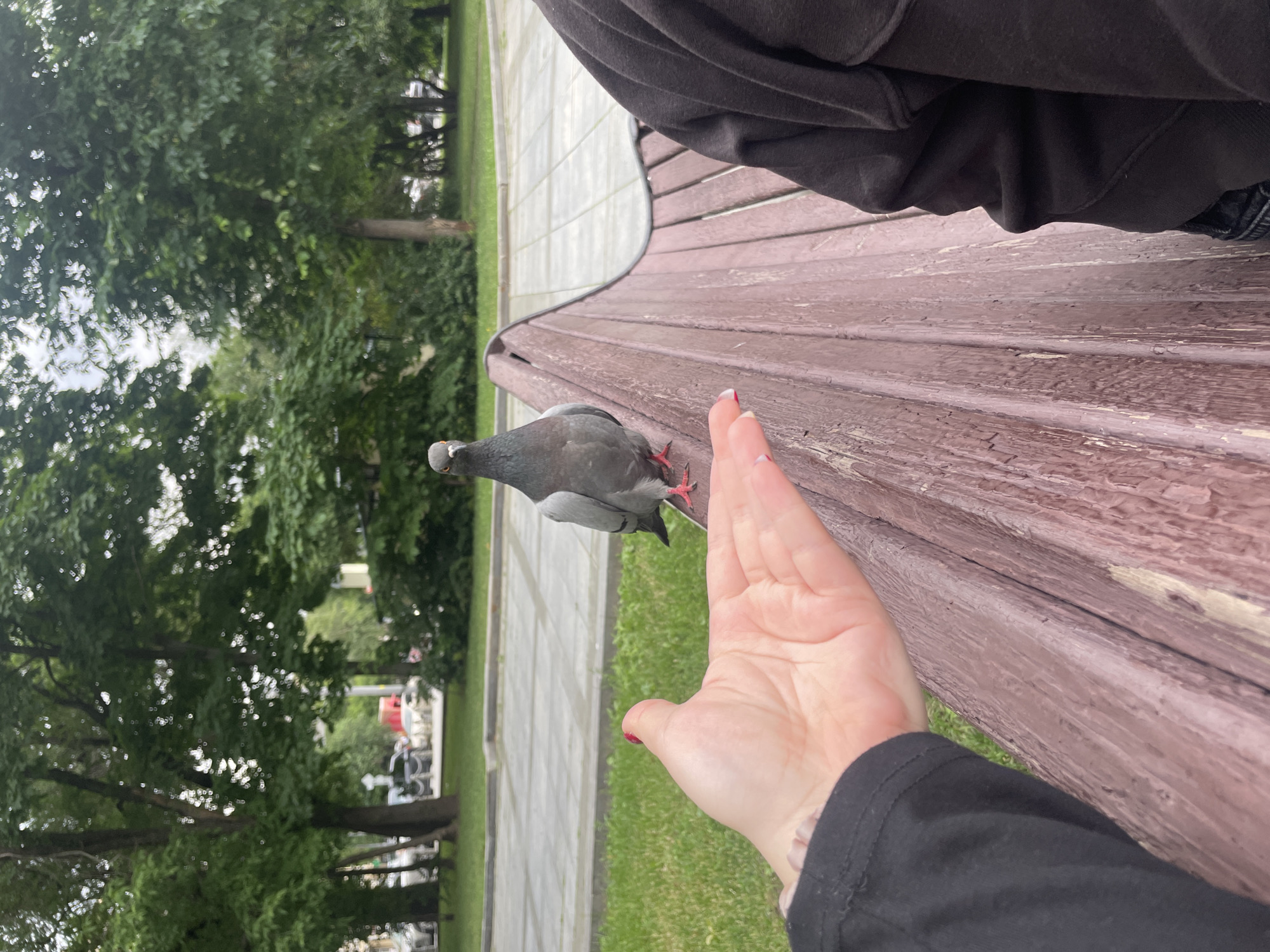 A pigeon stands on a weathered wooden park bench in a city park, facing the camera. A person's hand, with red nail polish, is extended towards the pigeon. Another person, wearing a dark hoodie, is seated on the bench to the right. The background shows trees, a paved path, and some distant buildings and parked cars. The environment suggests a public outdoor space within Moscow, Russia.