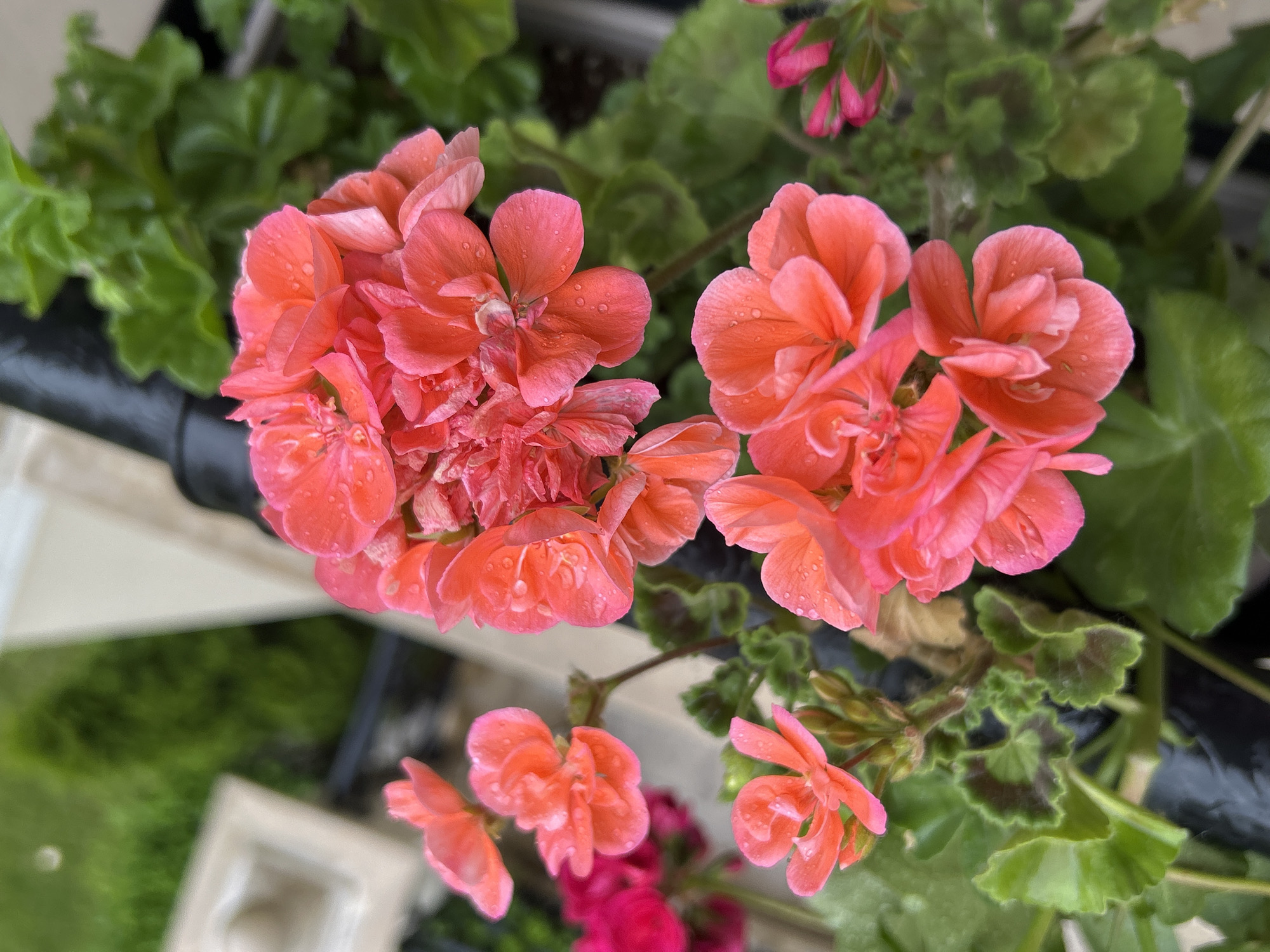 The image depicts a close-up view of pink geranium flowers with water droplets on their petals and leaves. They are growing in a planter, with a black rail visible behind them. Green foliage with some darker colored markings on the leaves surrounds the flowers. The setting appears to be outdoors. The location is not discernable as being in Plovdiv, Bulgaria based on the visible elements alone. No people, actions, or interactions are evident.