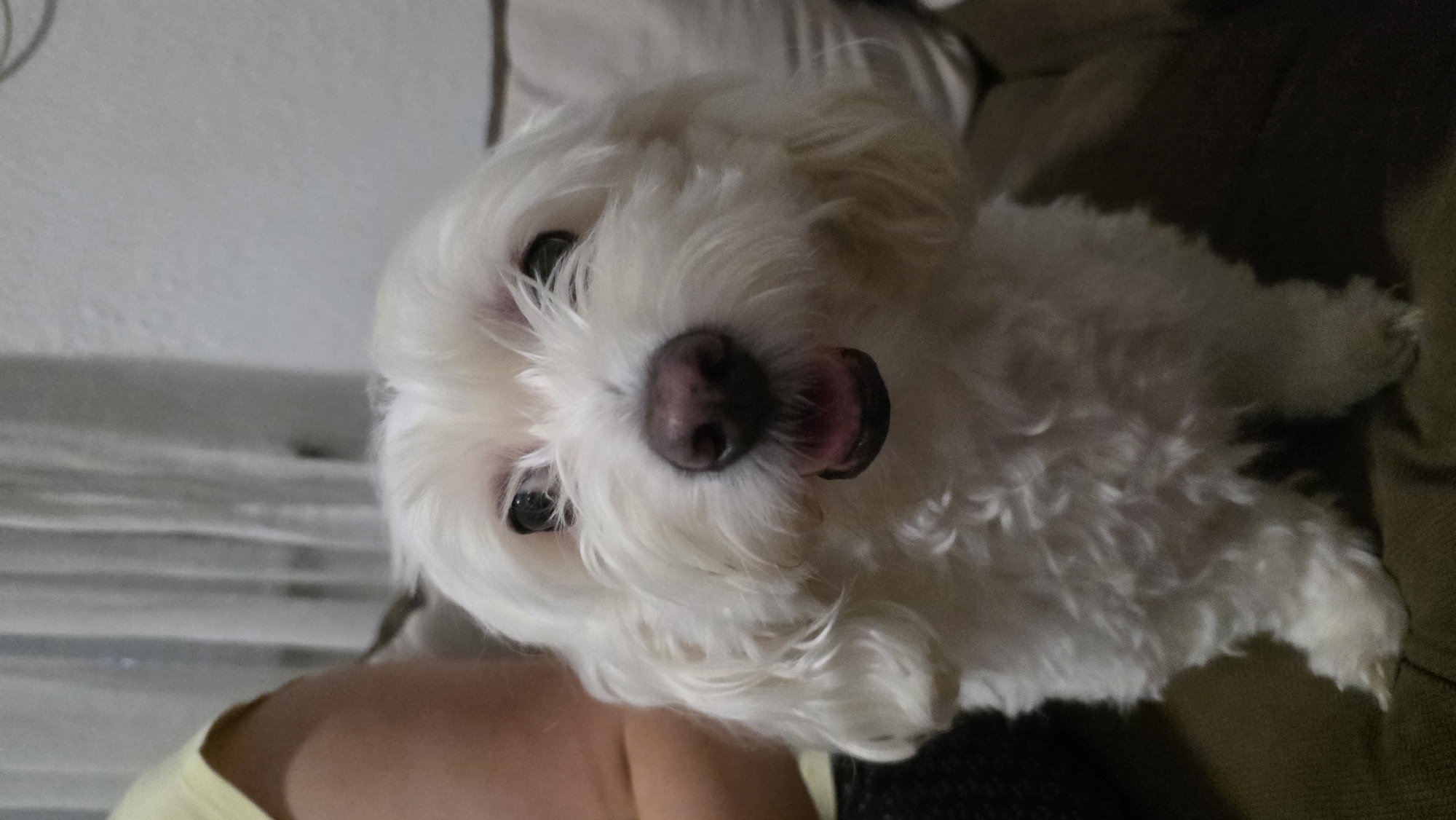 The image displays a close-up, vertically oriented shot of a small, fluffy white dog, likely a Maltese or similar breed. The dog is positioned in the foreground, with its head tilted upwards and its mouth slightly open, revealing its tongue. Its dark eyes are looking directly at the camera. The background is blurred, but appears to be an indoor setting, possibly a sofa or couch, with some textured surfaces. Part of a person's shoulder and arm, wearing a yellow top, is visible in the lower left corner, suggesting the dog is being held or is resting on someone. The lighting appears to be dim, potentially indicating an evening or indoor setting. The overall mood is intimate and candid, capturing a moment of interaction with the pet. There is no visible text in the image. The context provided states the location is Blagoevgrad, Bulgaria.