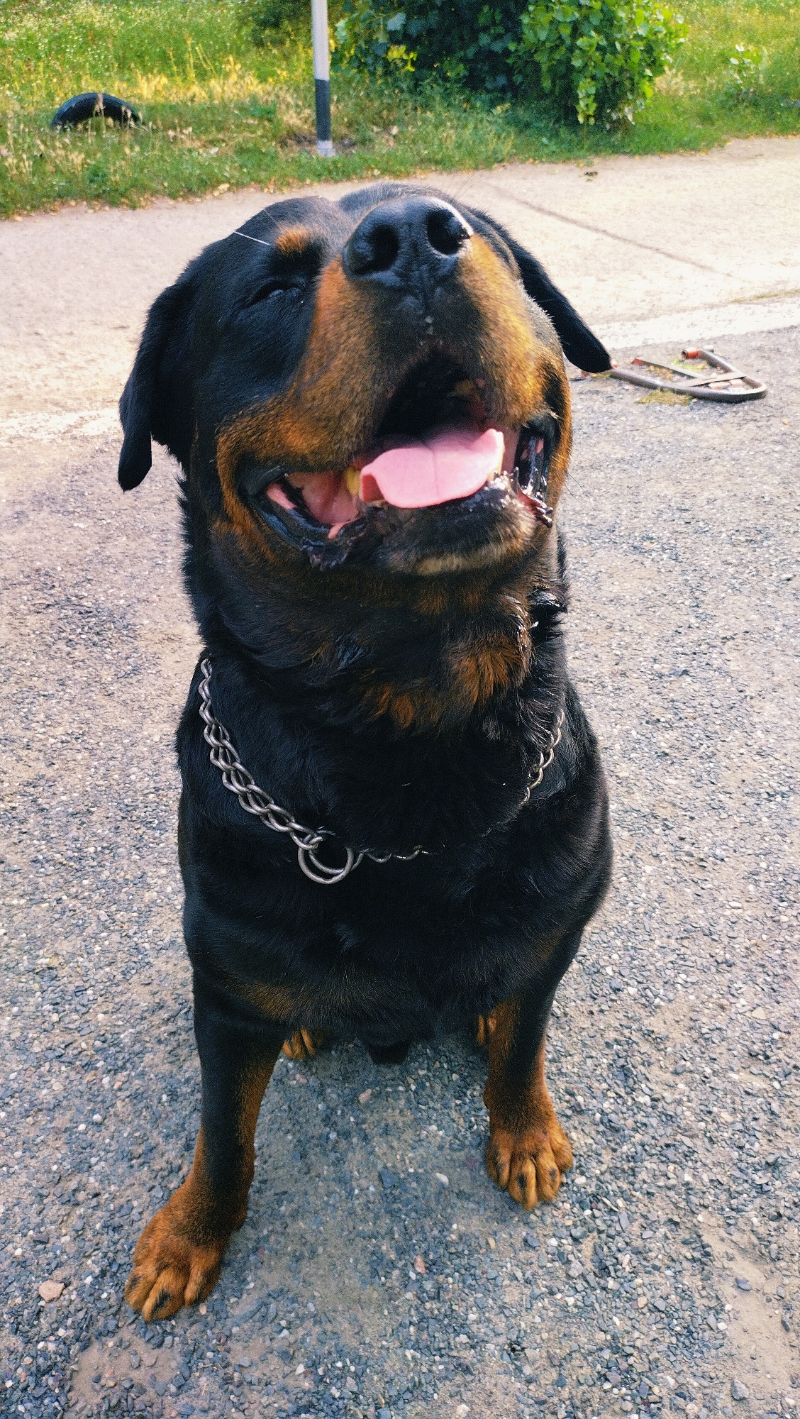 A Rottweiler dog is pictured outdoors in Horishni Plavni, Ukraine. The dog is in the foreground, with its head tilted upwards and its mouth open, panting. Its eyes are partially closed, giving it a happy or content expression. The dog is wearing a chain collar. The background shows a gravelly surface, a patch of green grass with a dark object on it, and some green foliage. A light-colored pole is also visible in the background. The overall lighting suggests it is daytime.