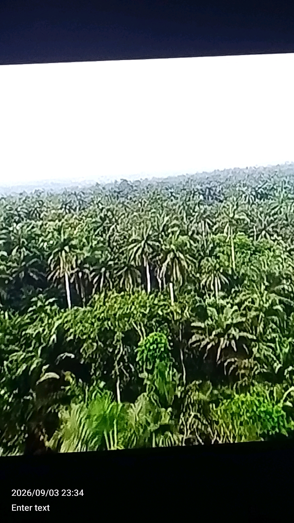 The image displays a dense, sprawling jungle filled with numerous palm trees. The canopy is thick and lush, with varying shades of green indicating different types of foliage. The tops of the palm trees are visible, some with distinctive fronds. The overall impression is of an expansive, natural landscape. The bottom of the image contains text overlay indicating a date and time of "2026/09/03 23:34" and "Enter text." This image does not contain any elements that would allow for a specific location in Lokoja, Nigeria to be identified.