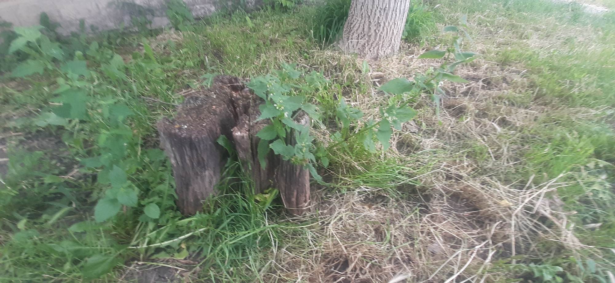 The image depicts a close-up view of two weathered wooden stumps in a grassy area. Green foliage, including some leafy plants with small white flowers, grows around and between the stumps. A portion of a tree trunk with rough bark is visible to the right of the stumps, and dry grass and soil fill the foreground and right side of the frame. The scene appears to be outdoors, likely in a natural or semi-natural environment. The location is Yessentukskaya, Russia. There are no people or animals visible in the image, nor any discernible actions or interactions taking place. The lighting suggests it is daytime, with soft, diffused light.