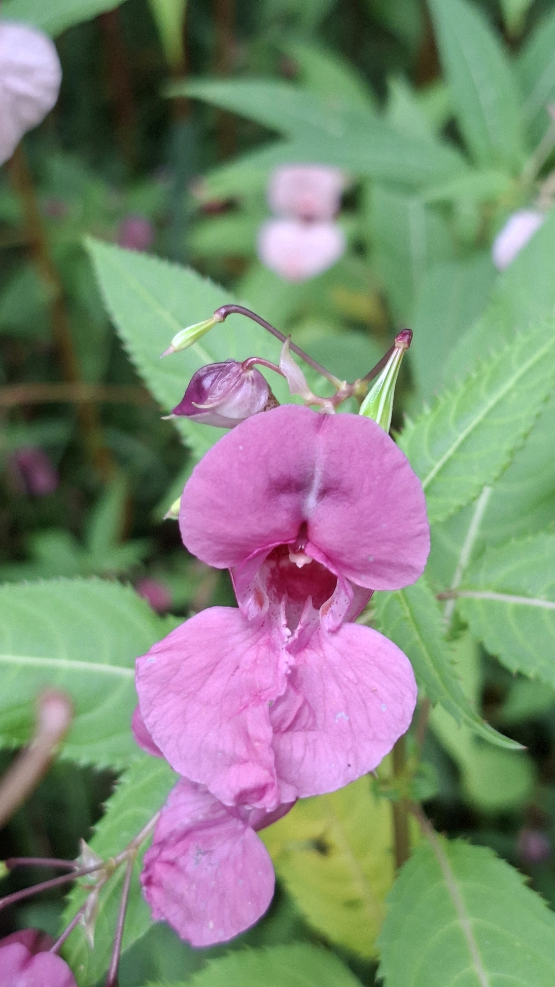 A close-up, vertically oriented, eye-level shot shows a bright pink Impatiens glandulifera flower with its distinctive hood-shaped upper petals and three lower petals. The flower is the primary subject, in sharp focus, with a blurry green background of leaves and other pink flowers. To the left of the main flower, a closed bud with purple hues is visible, and below it, another pink petal hangs. The flower's stem is a dark reddish-purple, and the leaves in the background are serrated with visible veins. The overall impression is one of lush, wild growth, typical of the species' invasive nature in various environments, including potentially uncultivated areas within or around Winkelhaid, Germany, where it is known to occur. There are no people or man-made objects present in the frame.
