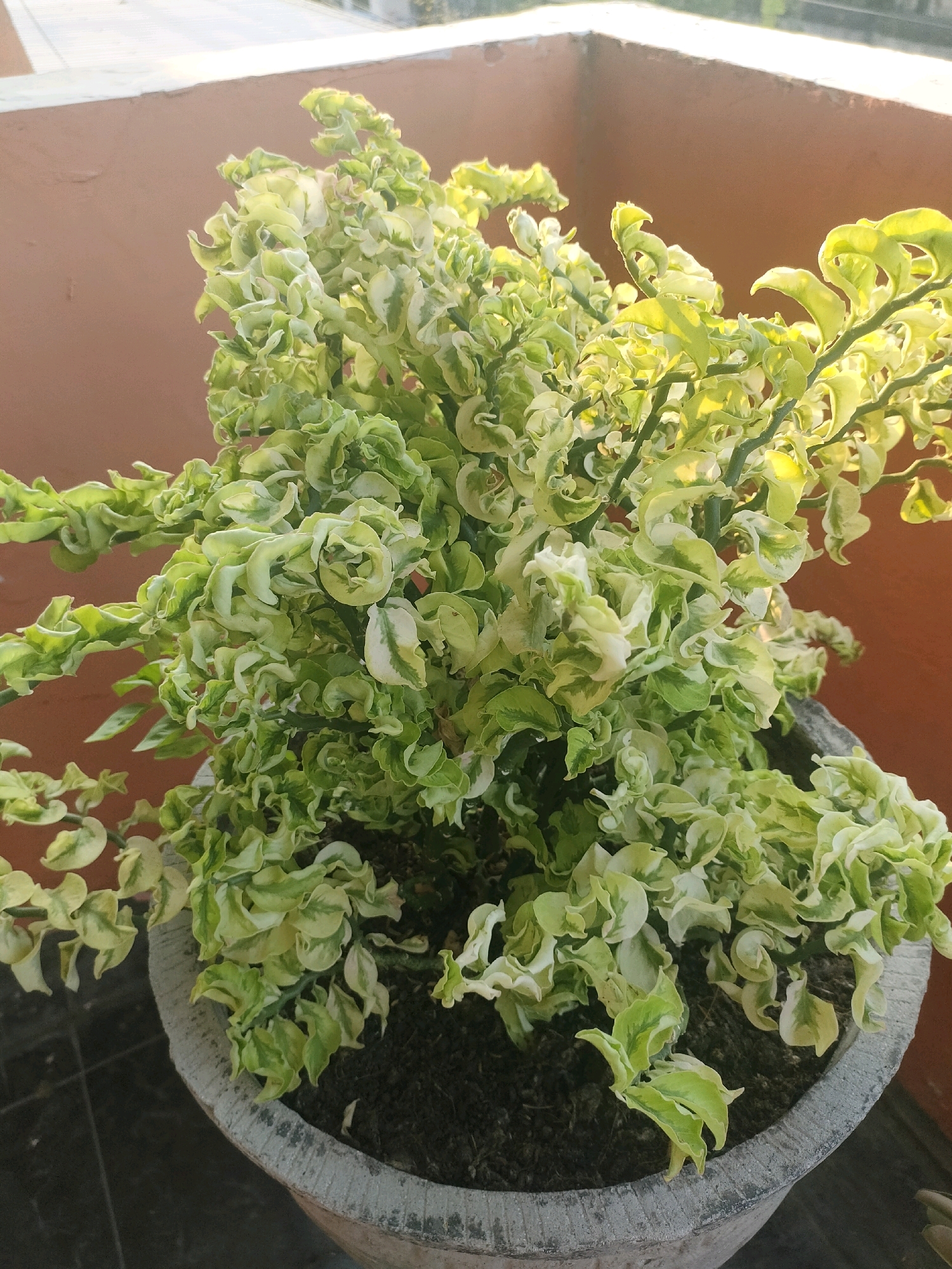 A close-up, eye-level shot captures a potted plant with variegated green and white leaves. The plant is bushy and appears to be a succulent or similar variety, with twisted and ruffled foliage. It is housed in a rough, grey concrete pot. The background consists of a brown wall and a light-colored horizontal surface, possibly a balcony railing or roof edge. The lighting suggests it is daytime, with sunlight illuminating the plant. The scene is static and appears to be an outdoor setting, likely a balcony or patio in a residential or public space. The location is identified as Surabaya, Indonesia.