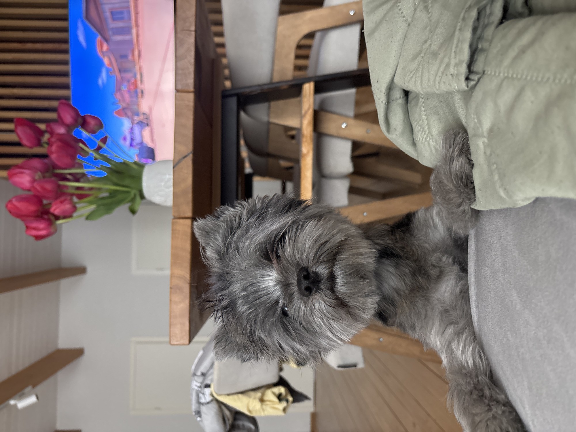 A gray Schnauzer-type dog sits on a gray sofa, its head positioned between the sofa's arm and a wooden table edge. Behind the table, a vase of red tulips sits near a screen showing a blurred, vertically oriented image of a building under a blue sky. The dog's fur is dense and covers its eyes. The background shows a room with wooden walls and minimalist shelves. Chairs with light-colored seats and wooden frames are partially visible behind the dog and table. Additional items of clothing or linens are draped or folded nearby. The image orientation is rotated. No location information of Chaikovsky, Russia is evident.