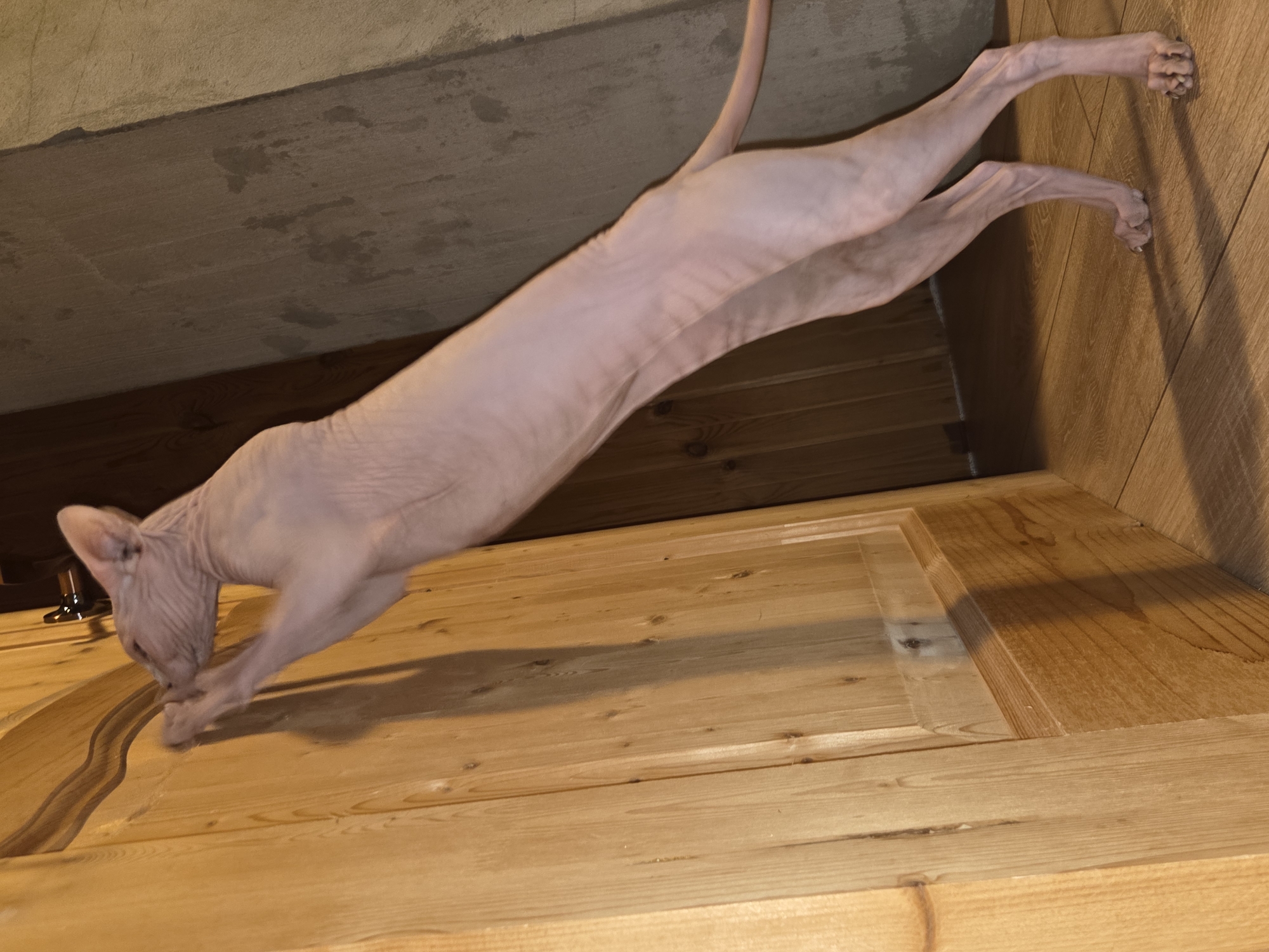 A hairless cat is stretching and reaching for a wooden door in a room with wooden paneling and a concrete wall. The cat is positioned vertically, with its front paws extended upwards and its hind legs supporting its weight on the wooden floor. The room appears to be a domestic setting within the city of Voskhod SNT (Frolovo), Russia.