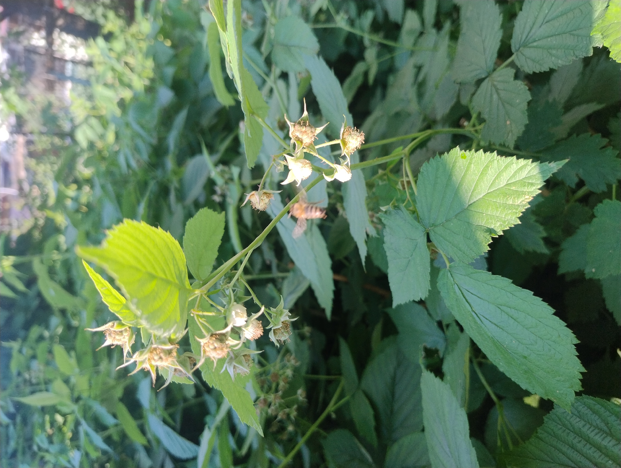 A bee is flying towards a raspberry plant in a garden. The raspberry plant has green leaves and small white flowers. The bee is brown and yellow and has its wings spread. The background is out of focus and shows more green foliage and a fence. The lighting is natural and appears to be from the sun.
