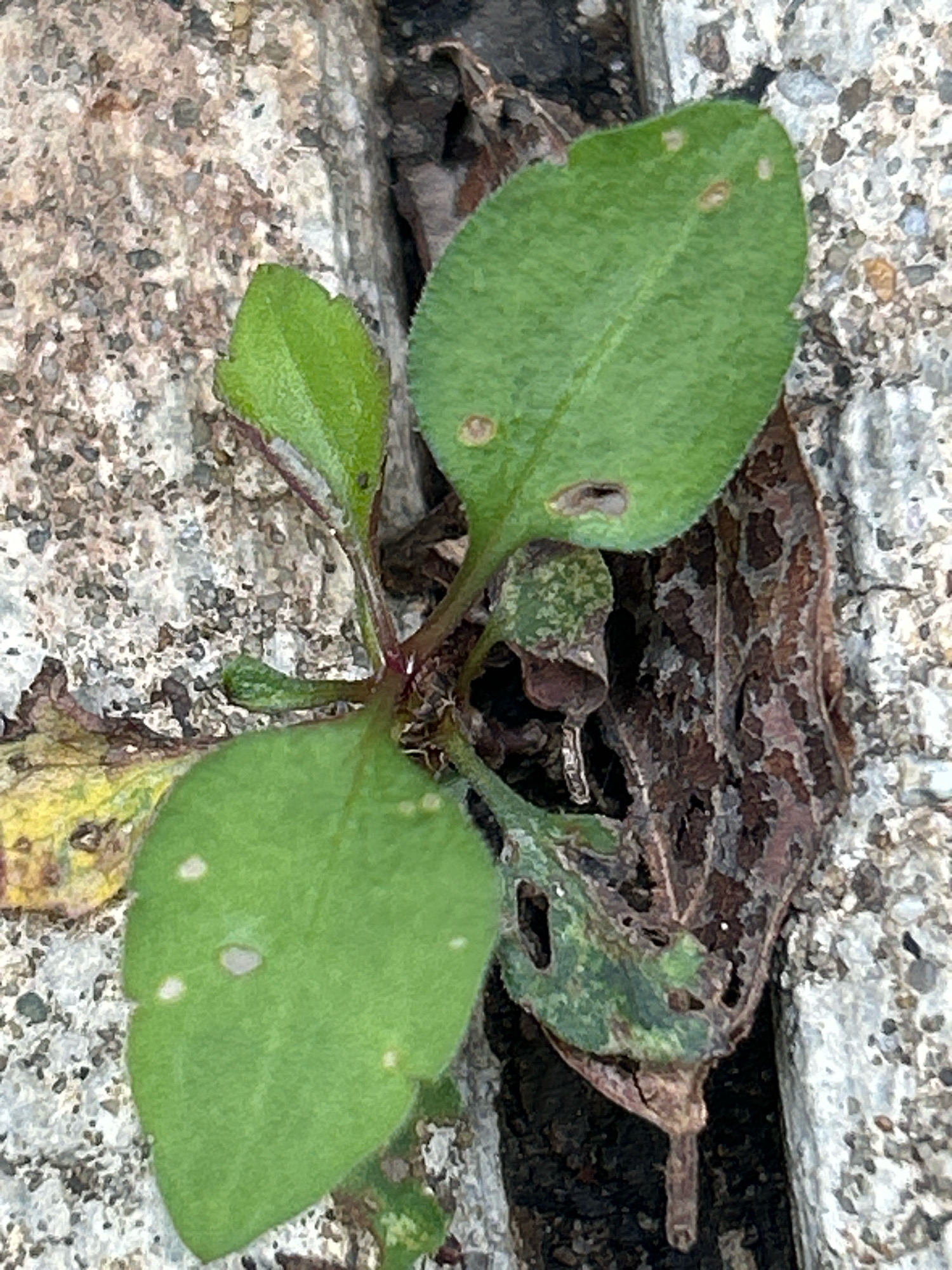 A close-up, overhead shot features a small, green seedling growing from a crevice in a concrete surface. The seedling has a reddish stem and two pairs of oval-shaped, green leaves. The leaves are dotted with small, irregular light-colored spots. To the right of the seedling, a dry, brown leaf with a mottled pattern is visible, lying against the concrete. The concrete itself appears rough and weathered, with a mixture of gray and beige tones, and small pebbles embedded within it. The crevice appears to be a gap between two sections of concrete, with dark soil or debris visible at the bottom. The overall setting suggests an outdoor urban environment, potentially a sidewalk or pathway. The location is Robinson Township, United States of America.